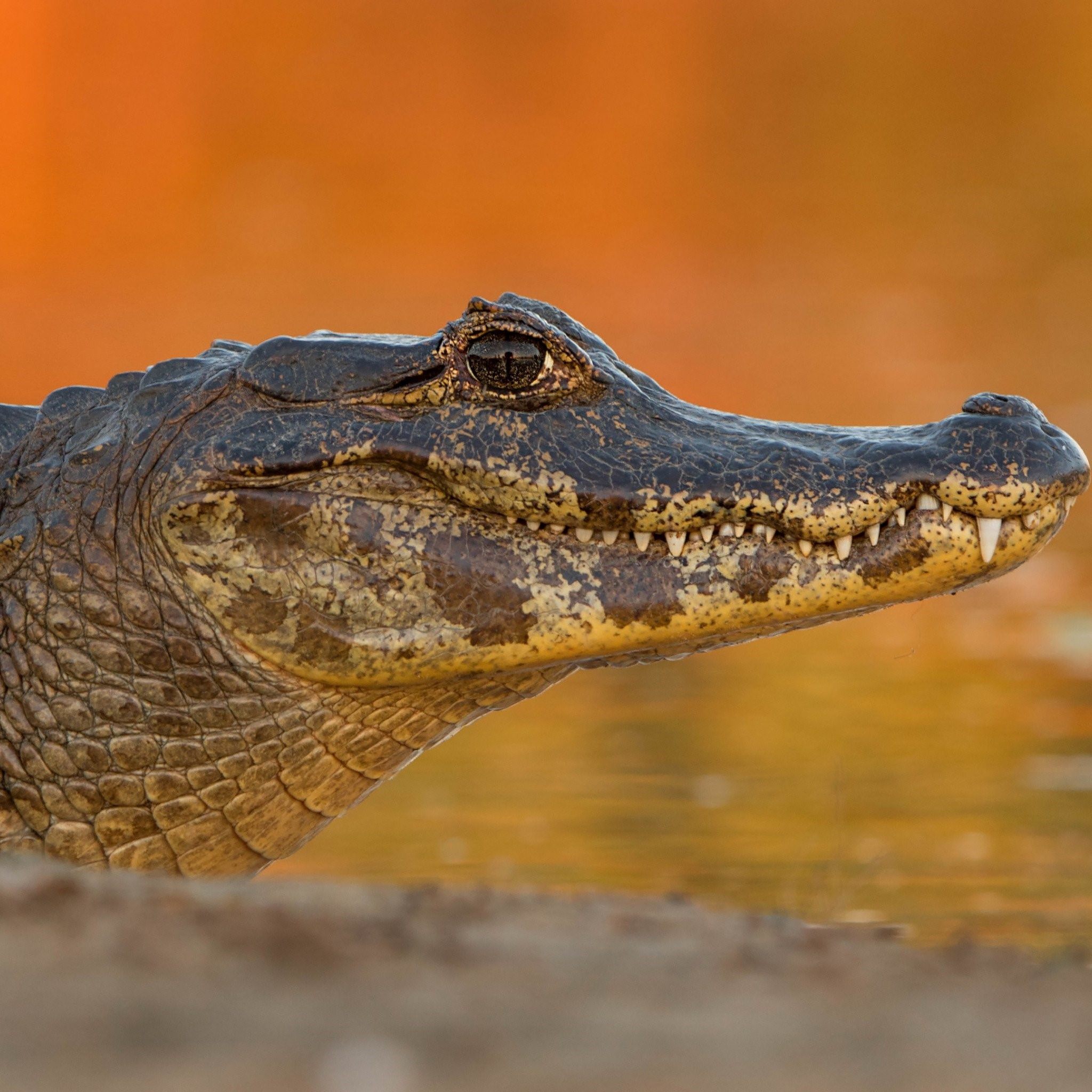 Оранжевый крокодил фото
