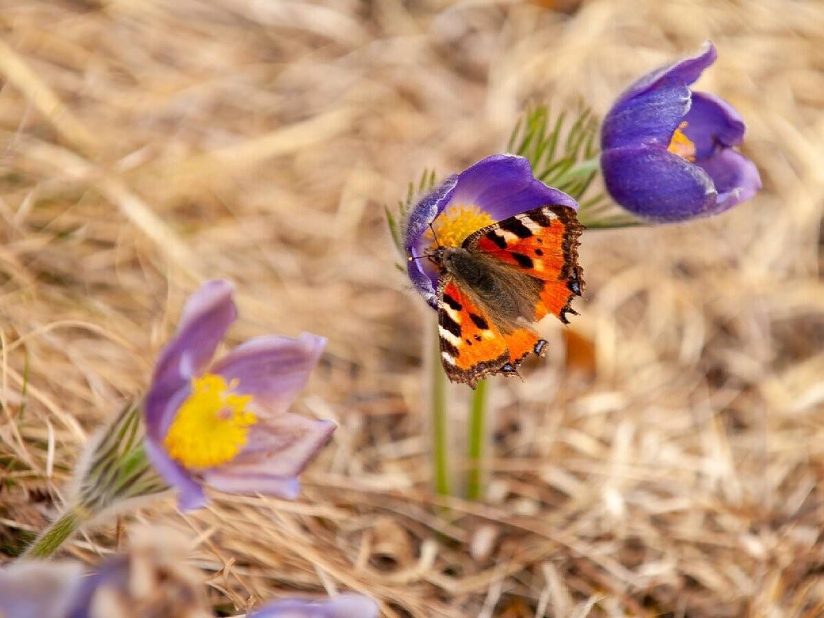 Увидеть бабочку весной. Бабочки горного Алтая. Весенние бабочки. Первые весенние бабочки. Бабочка ранней весной.