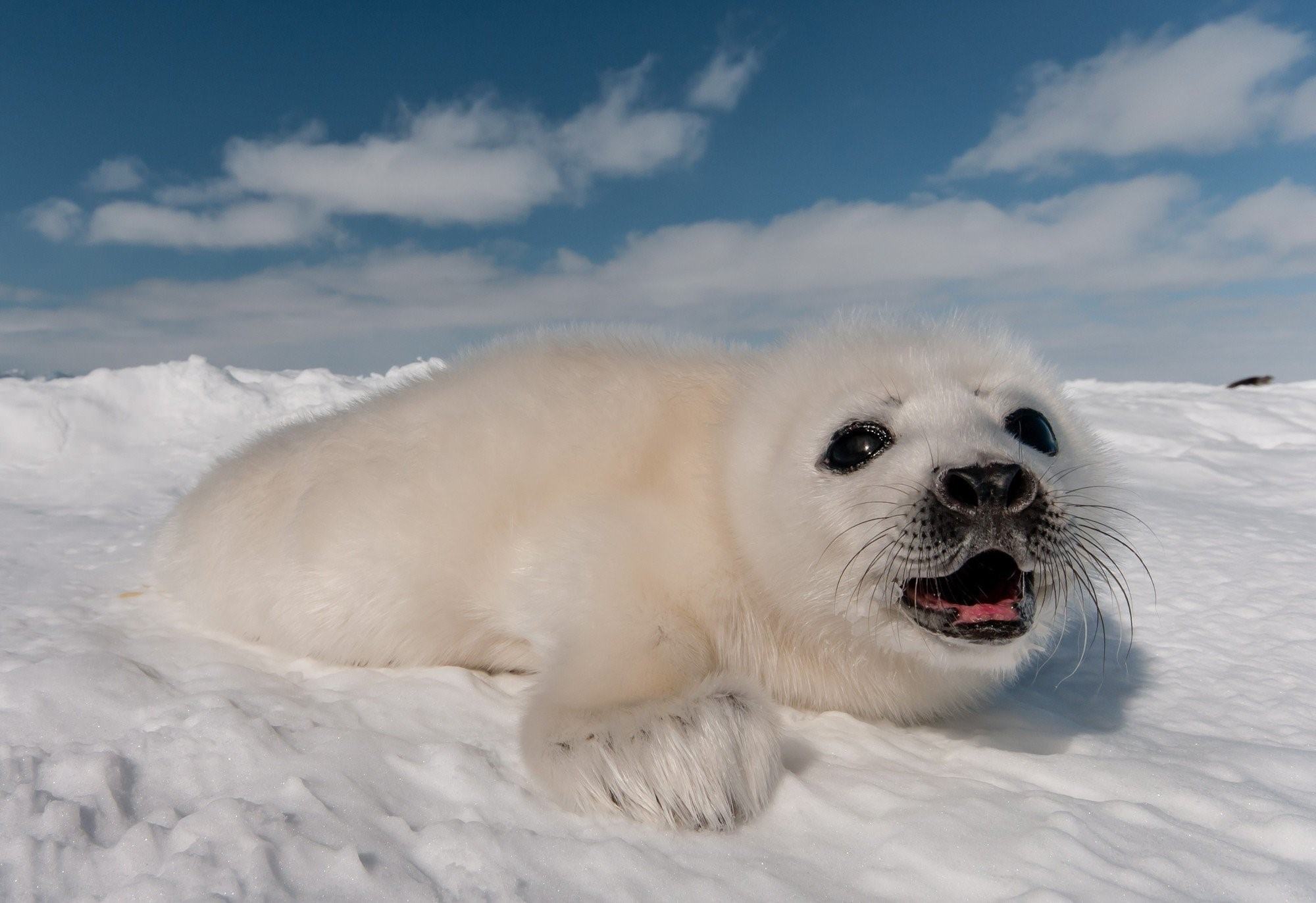 Тюлень фото животного в хорошем качестве