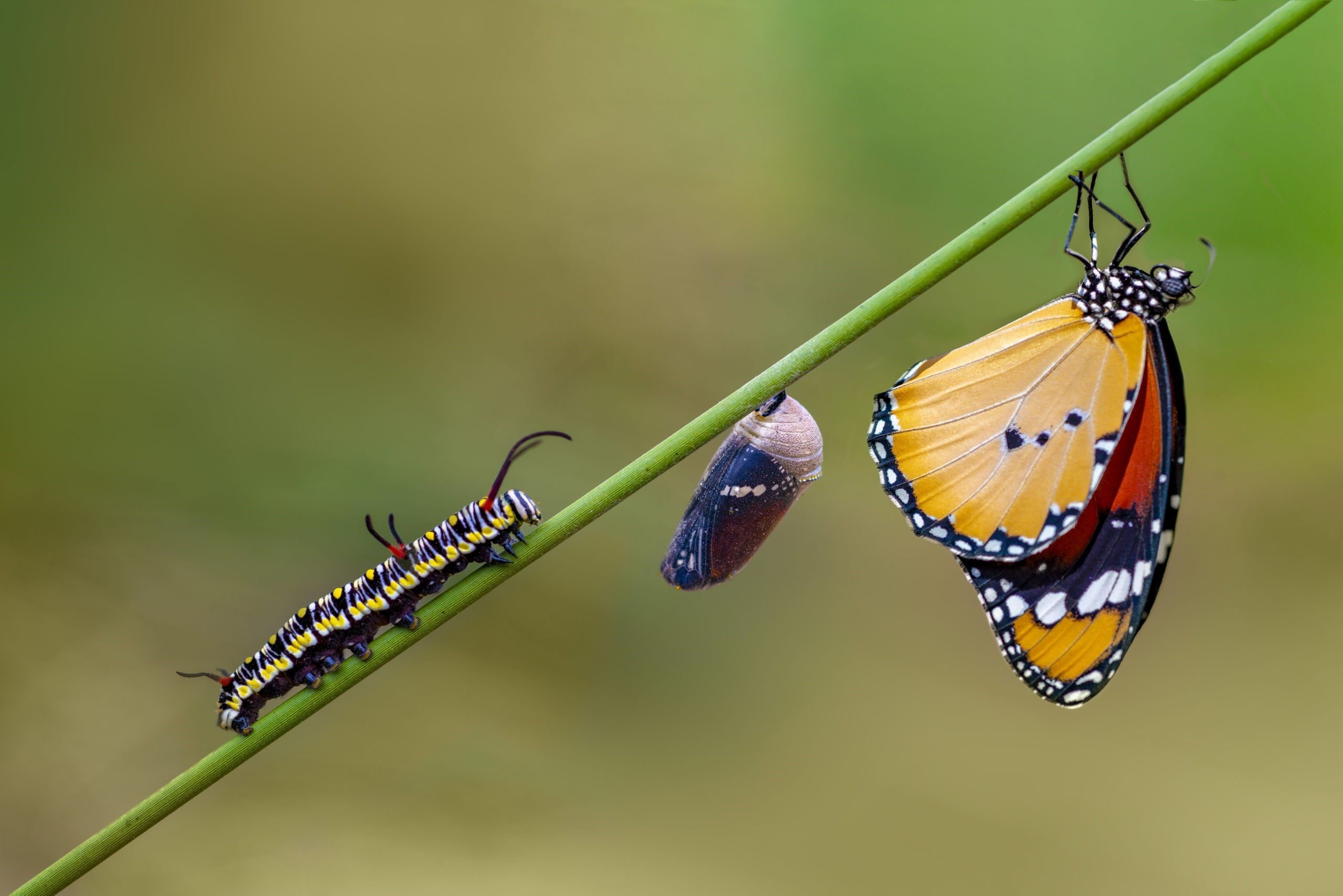 Какие гусеницы превращаются в бабочек фото