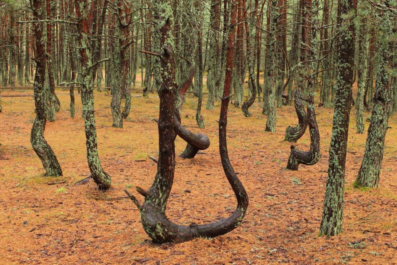 Пляшущий лес. Куршская коса Танцующий лес. Куршская коса Калининград Танцующий лес. Танцующий лес на Куршской косе.