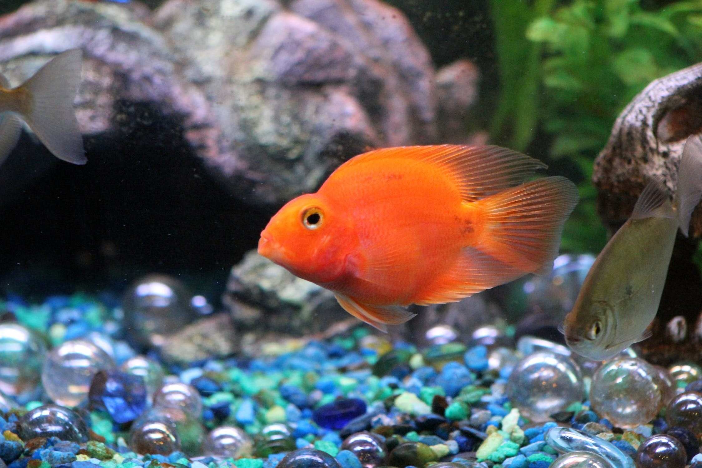 Оранжевая аквариумная рыбка. Оранжевые рыбки аквариумные. Оранжевая рыбка для аквариума. Рыбки для аквариума оранжевые маленькие.