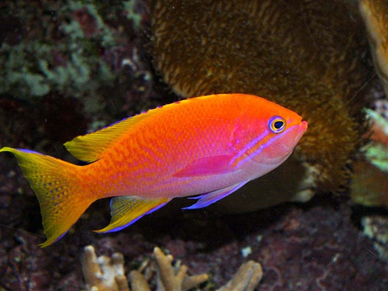 Оранжевая аквариумная рыбка. Антиас Барлетта. Дискус рыбка оранжевая. Рыбка Апельсинка. Аквариумная рыбка Апельсинка.