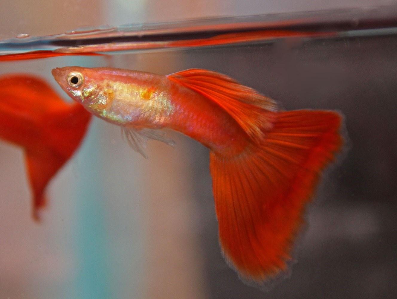 Оранжевая аквариумная рыбка. Гуппи аквариумные рыбки. Гуппи красный блондин. Красный гуппи самец. Аквариумные рыбки гуппи красный блондин.