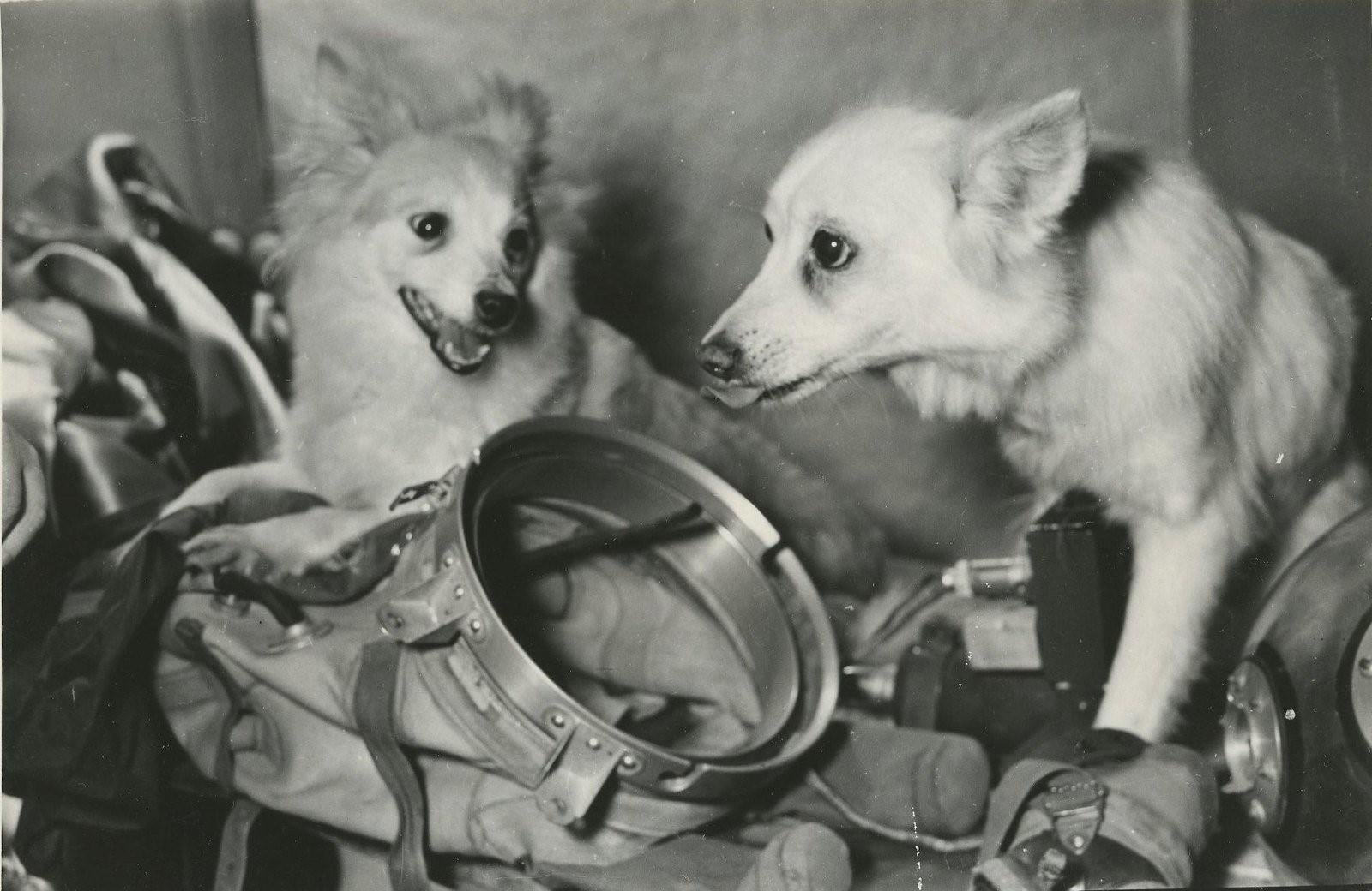 фото первой собаки в космосе