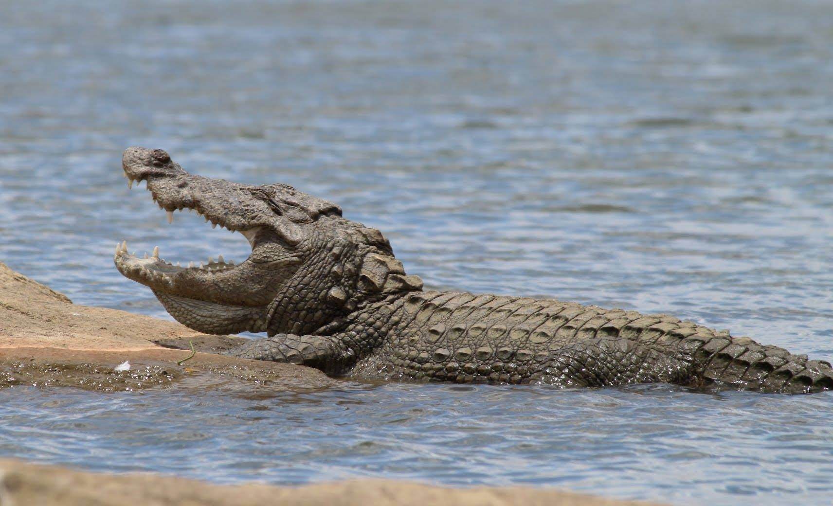 Крокодил живет в африке. Гангский гавиал. Индийский крокодил Магер.