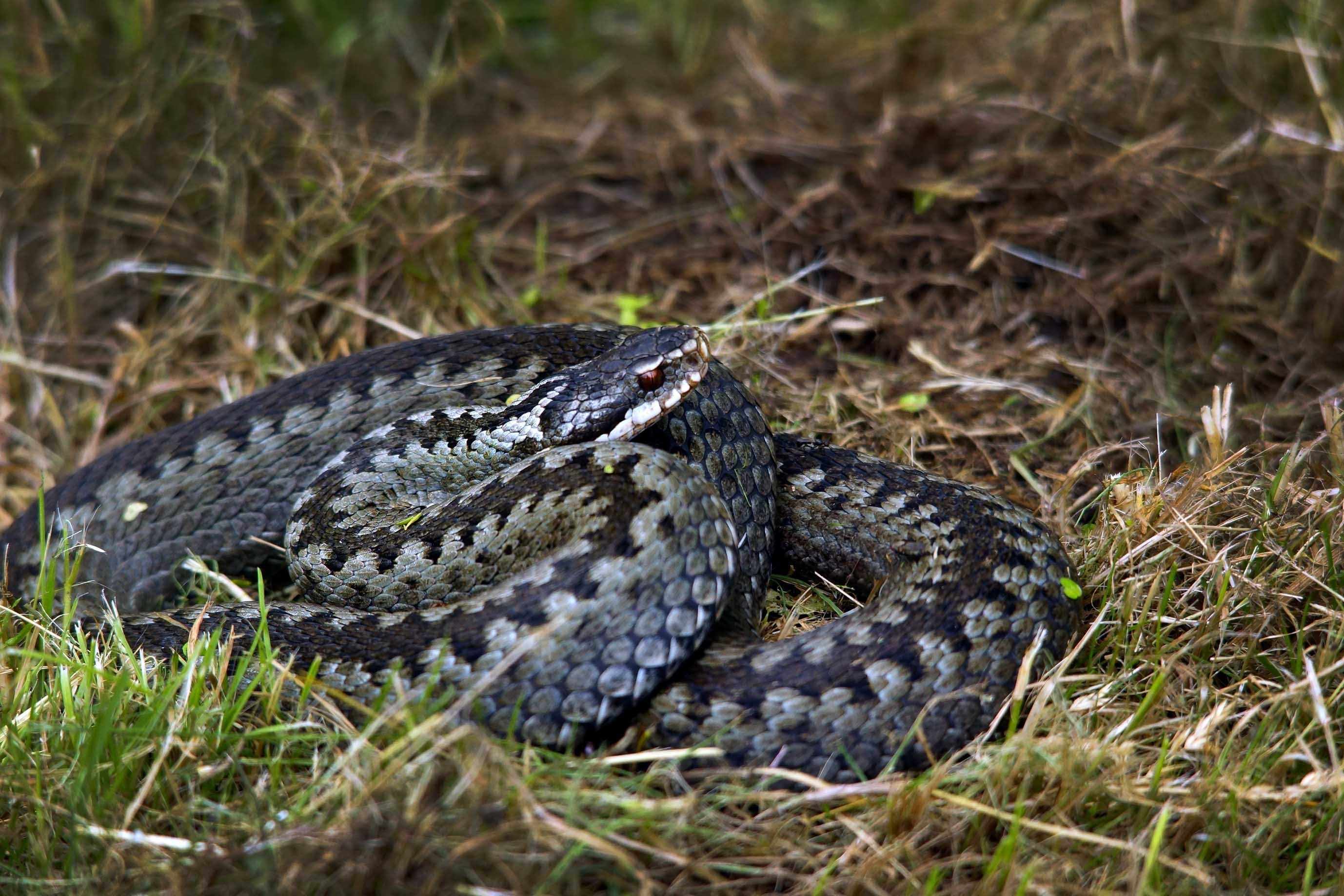Змеи кемеровской области фото