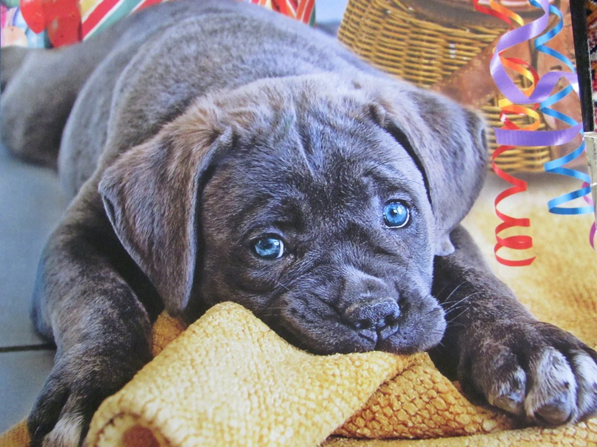 Порода собак с голубыми глазами. Собака голубого окраса. Щенки с голубыми глазами порода. Глаза голубой собаки. Голубой щенок.