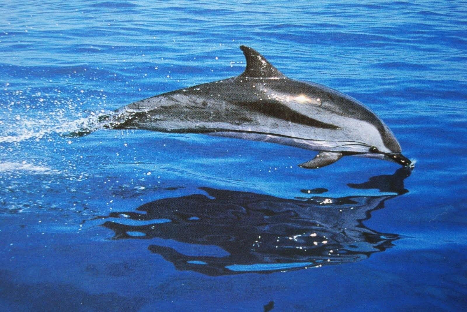 Дельфин живет лет. Северный китовидный Дельфин. Западноафриканский Дельфин. Дельфин белобочка. Дельфины млекопитающие.