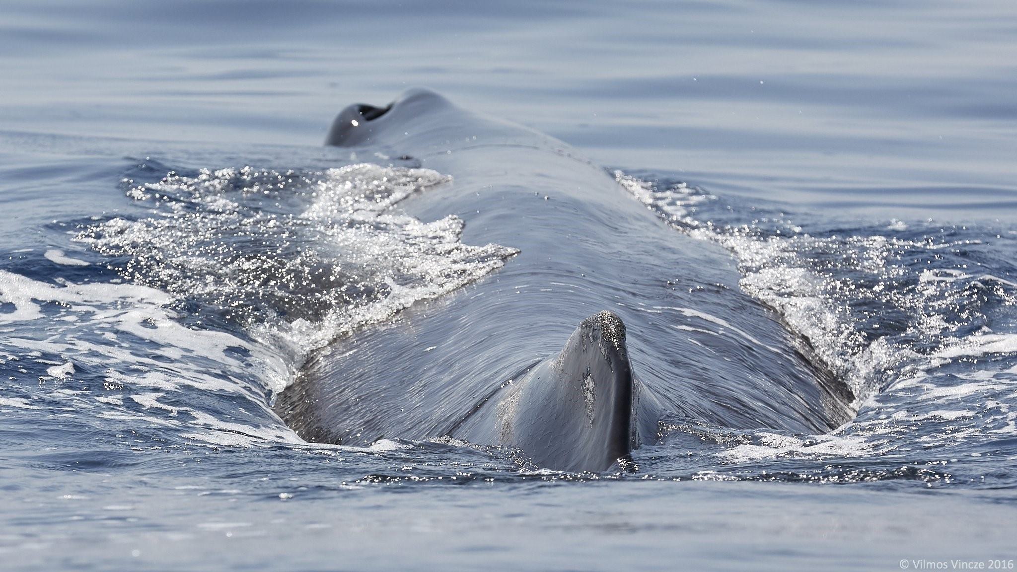 Кит живет в воде. Гренландский кит дыхало. Дыхало кашалота. Дыхало кита. Дыхало дельфина.