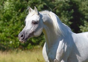 Серая в гречку масть лошади