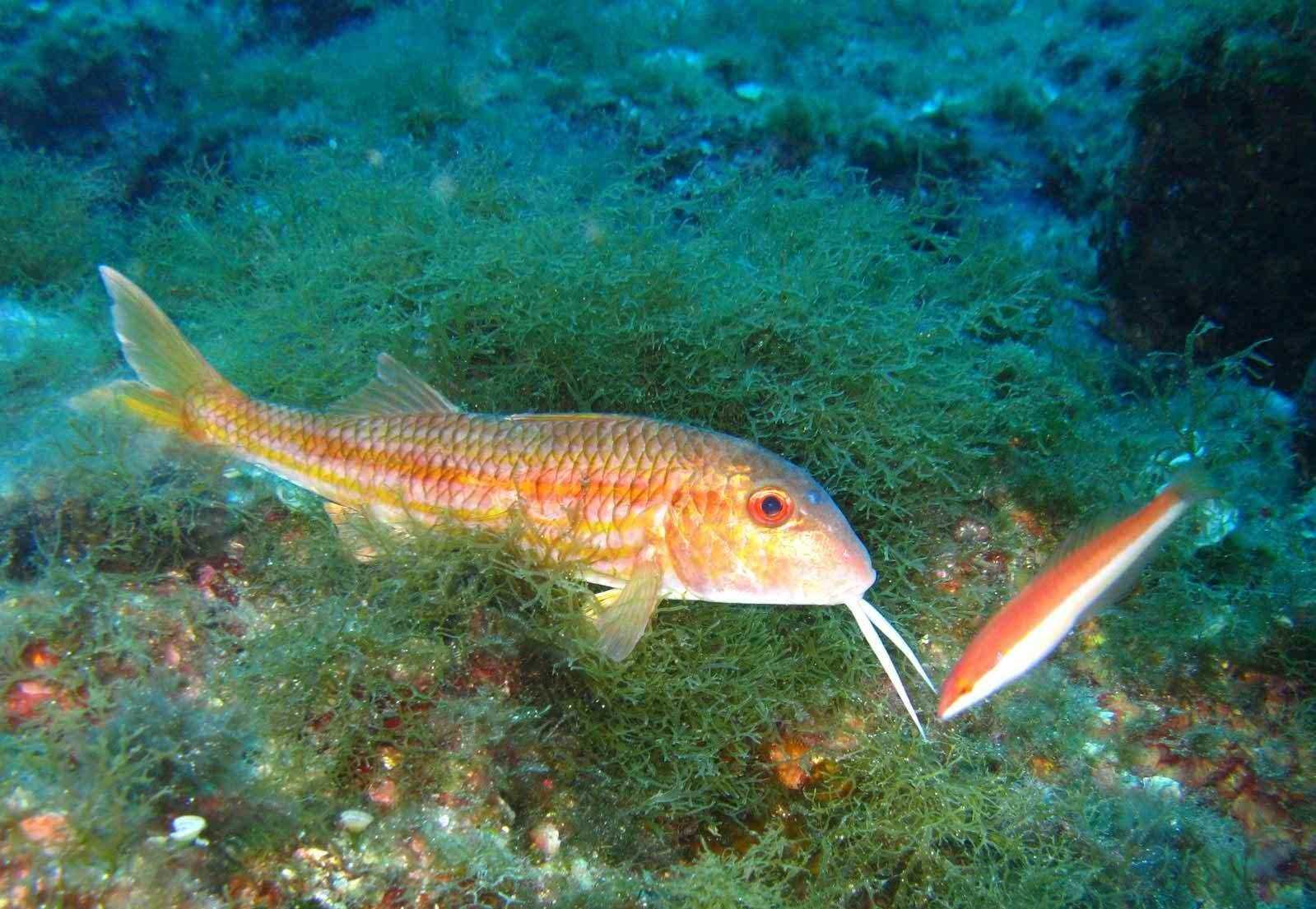 рыбки черного моря фото