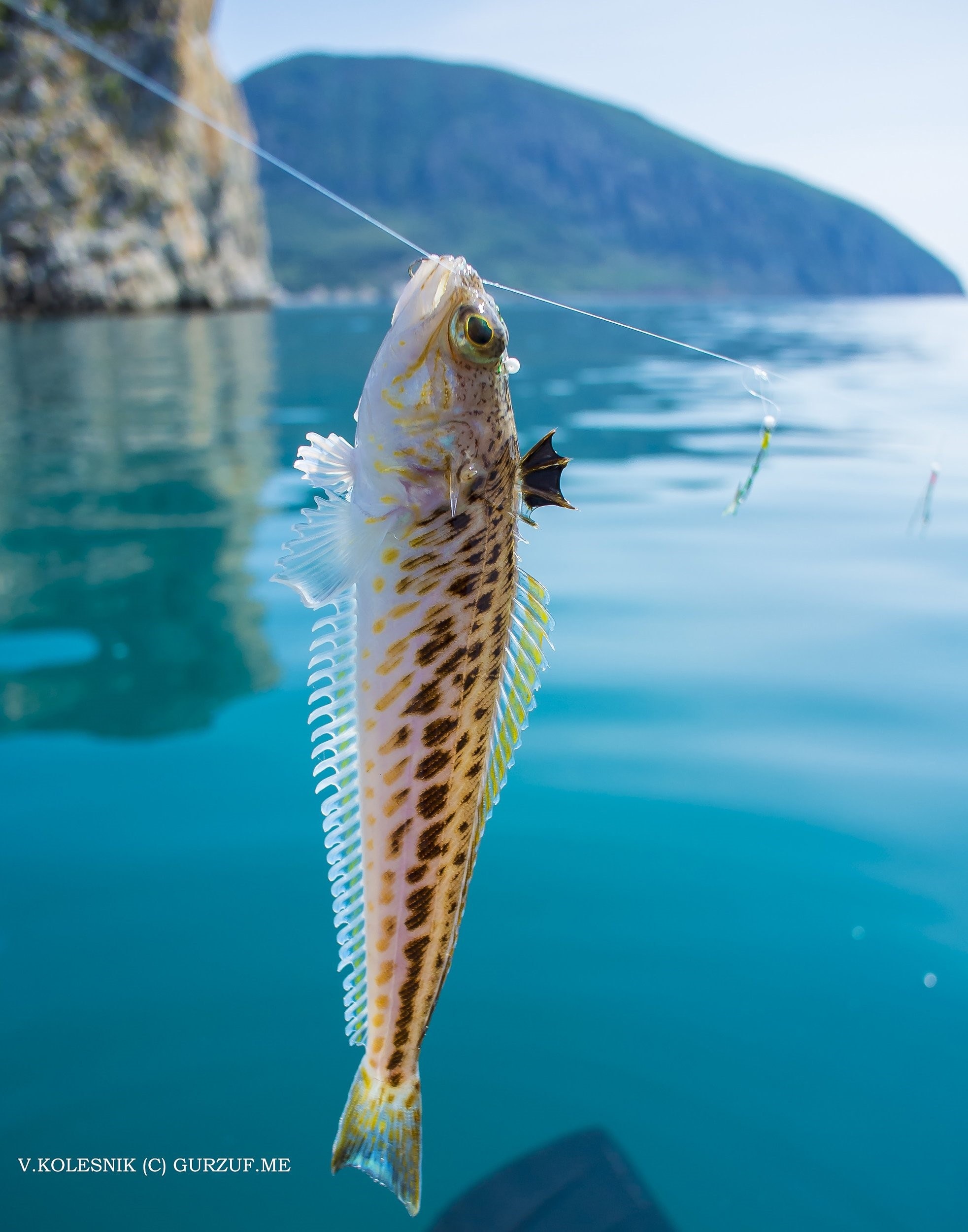 Рыбы черного моря в крыму названия и фото