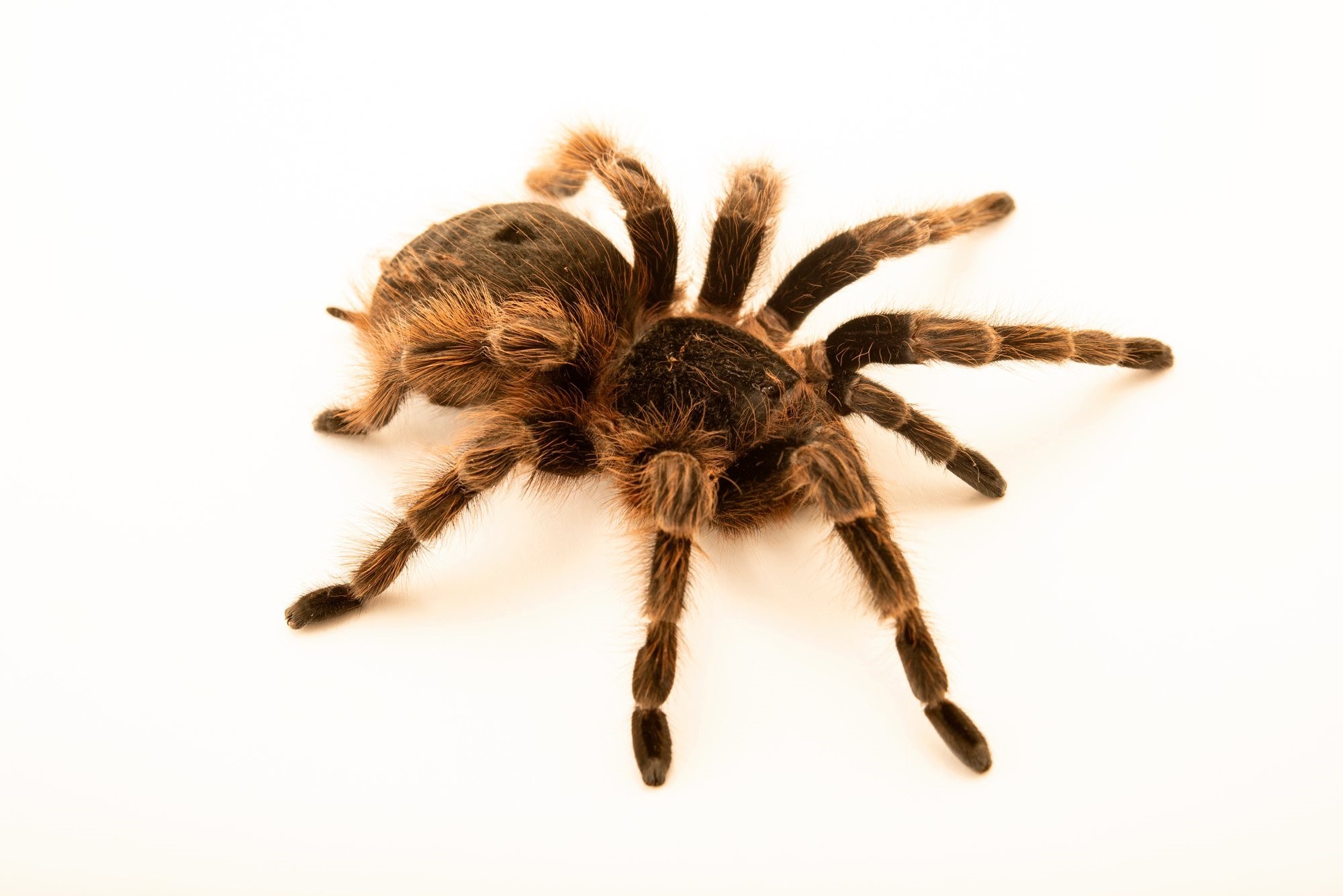 Тарантул крымский паук фото и описание