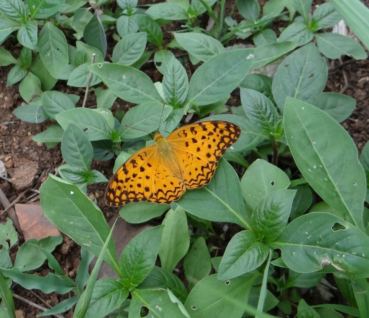 Леопардовая бабочка фото