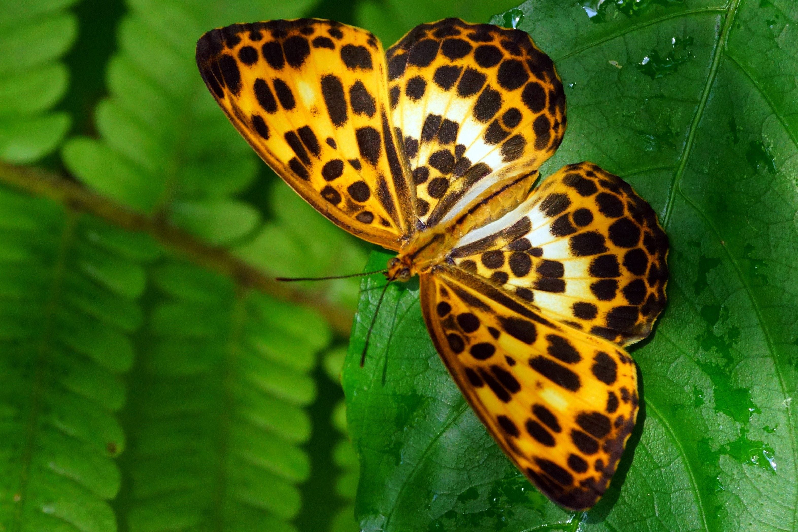 Леопардовая бабочка фото