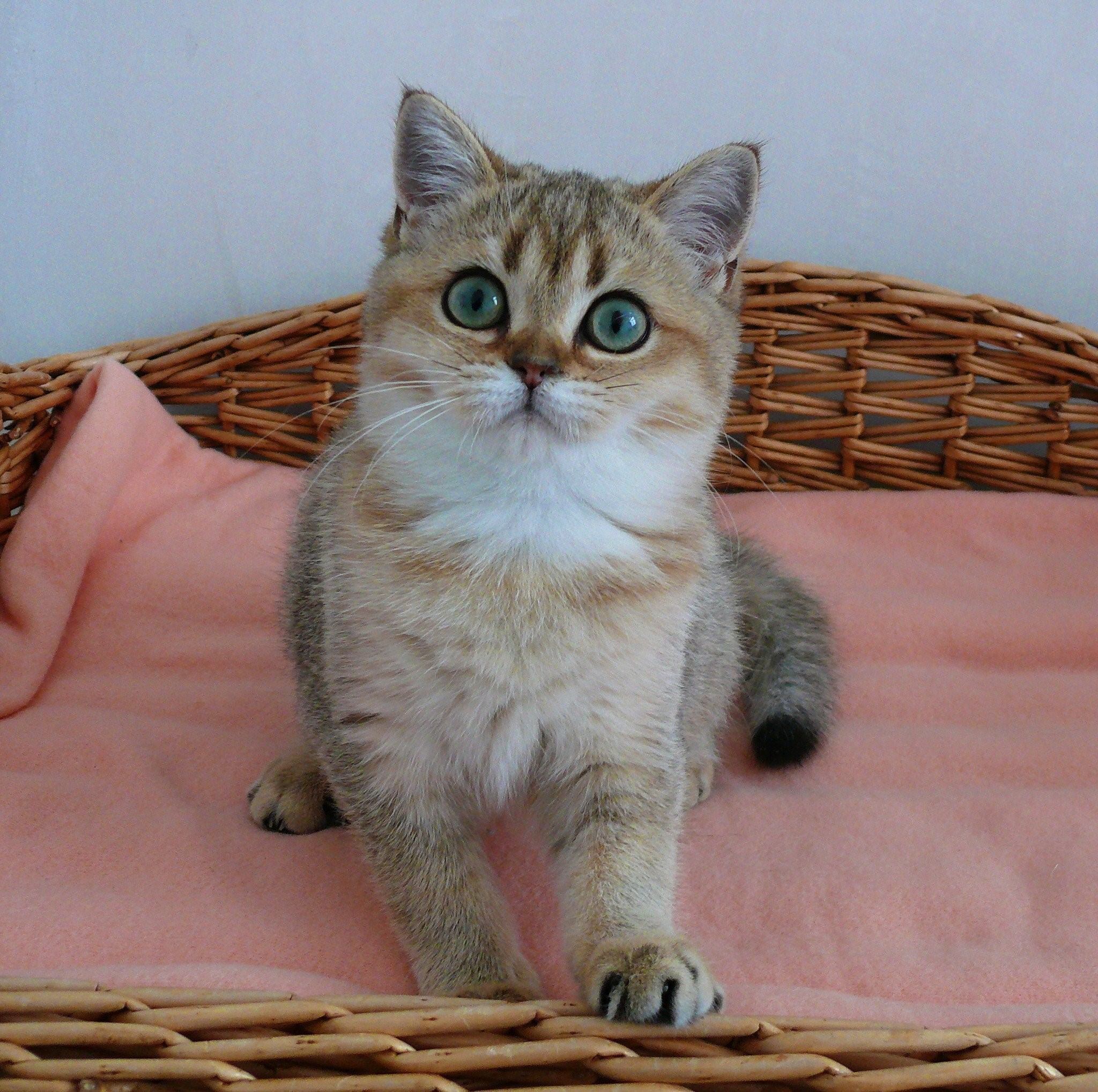 Британская кошка золотая шиншилла фото