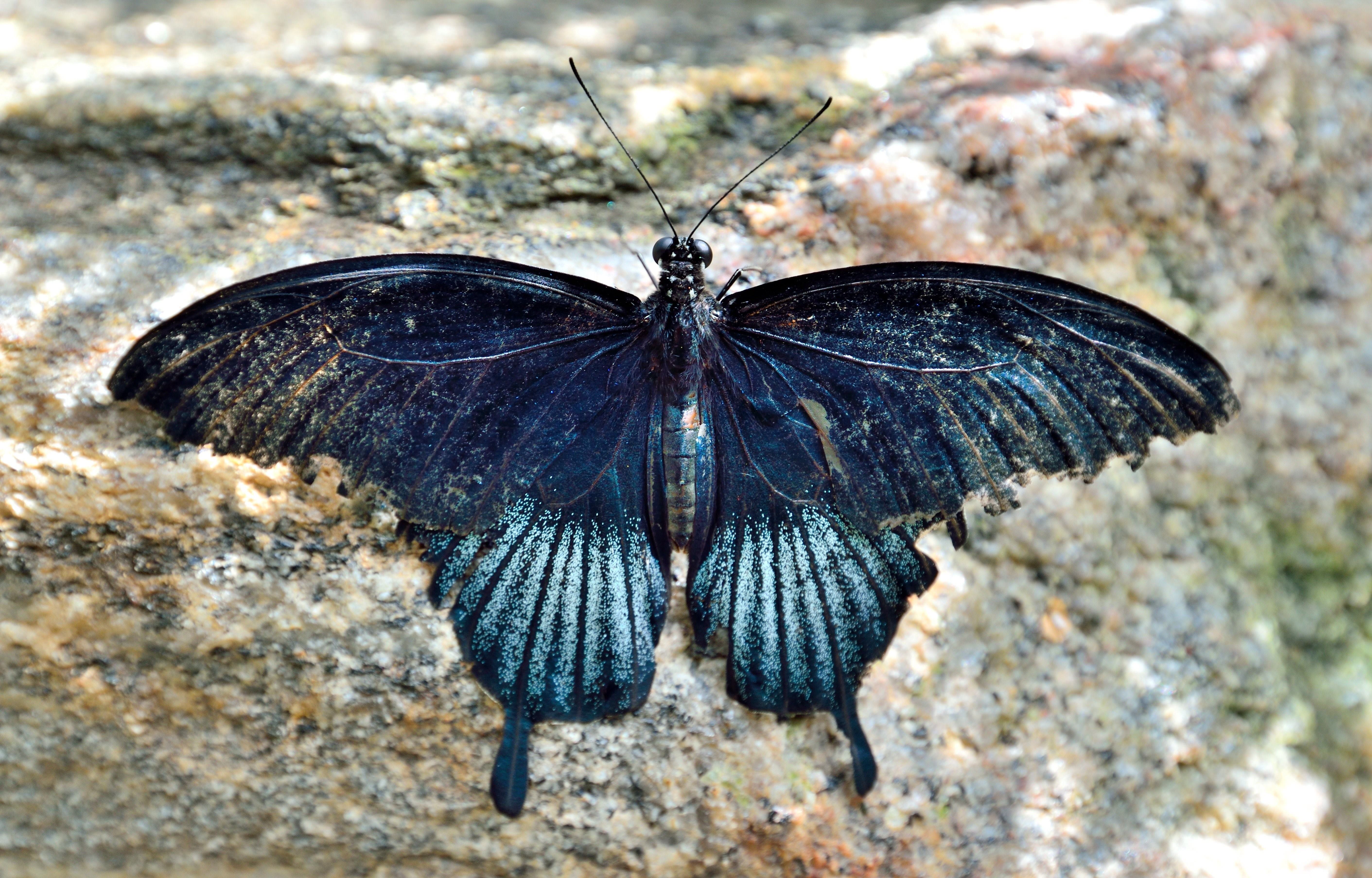 Черные ночные бабочки. Бабочка черная. Черный мотылек. Черная ночная бабочка. Большая черная моль.