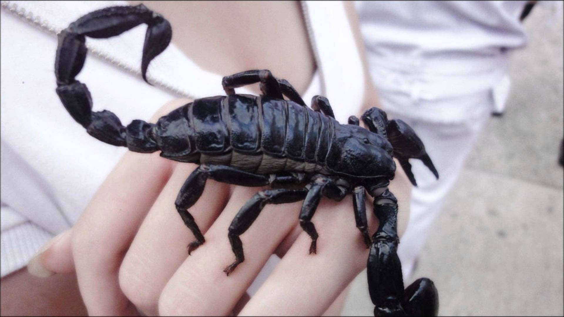 Какой тип характерен для азиатского скорпиона. Черный Скорпион. Скорпионы в Армении. Черный толстохвостый Скорпион. Скорпион чёрный азиатский.