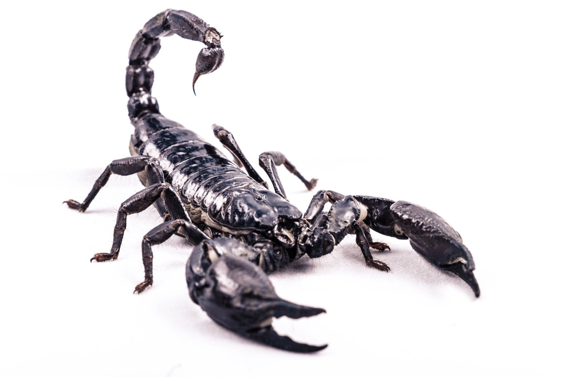 Скорпион картинка. Черный Скорпион. Скелет скорпиона. Скорпион на белом фоне. Изображение скорпиона.