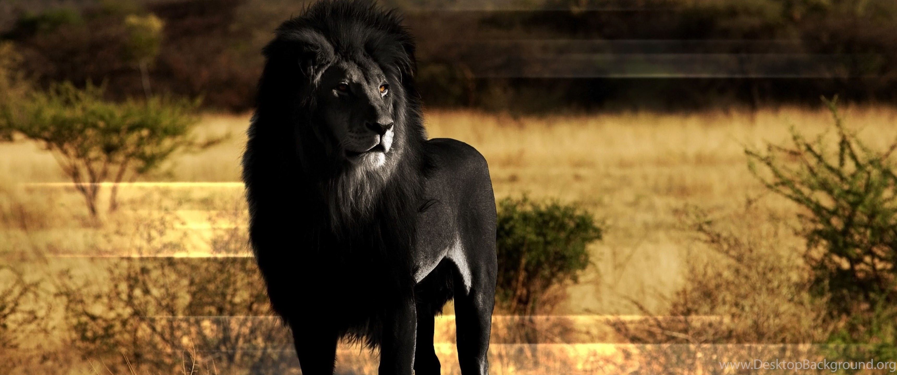 Что означает черный лев. Черный Лев. Черный Лев в природе. Лев с черной гривой. Лев с черной гривой в природе.