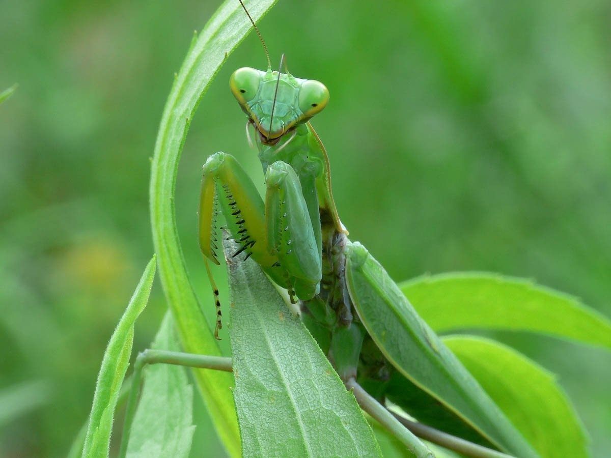 Фотографии богомолов. Богомол обыкновенный (Mantis religiosa). Богомол Mantis religiosa самка. Богомол обыкновенный самка. Субтропический богомол.
