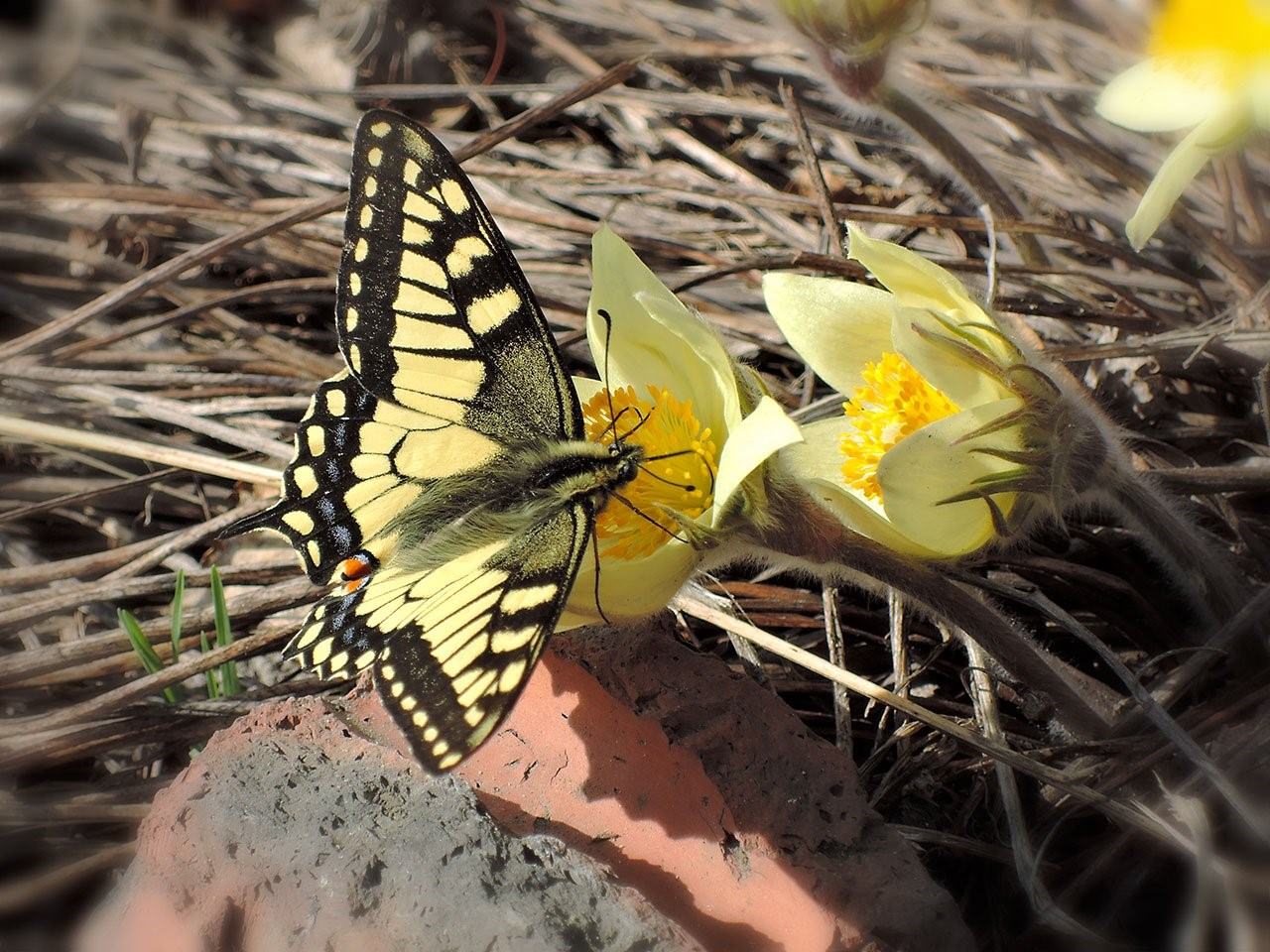 Первая бабочка весной фото