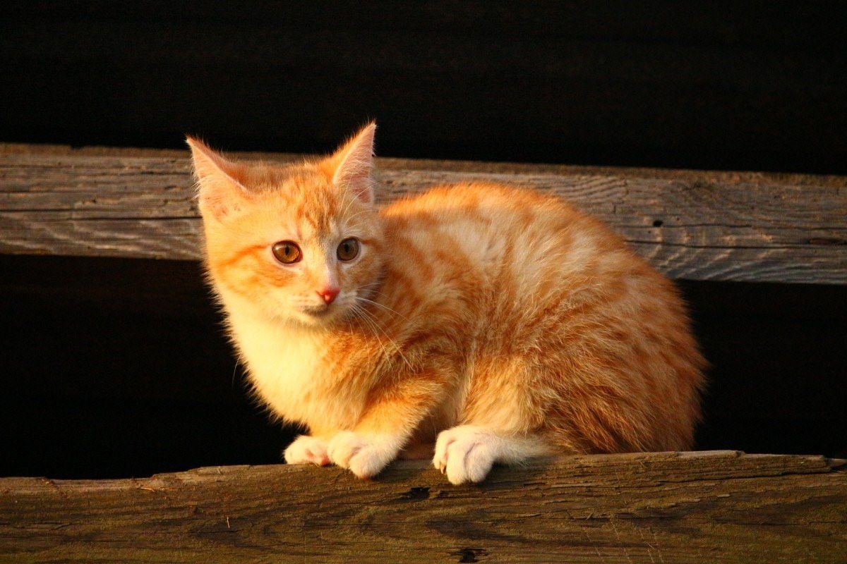 Макрелевый табби рыжий. Котенок рыжий табби. Tabby Cat рыжий. Красный табби макрель.