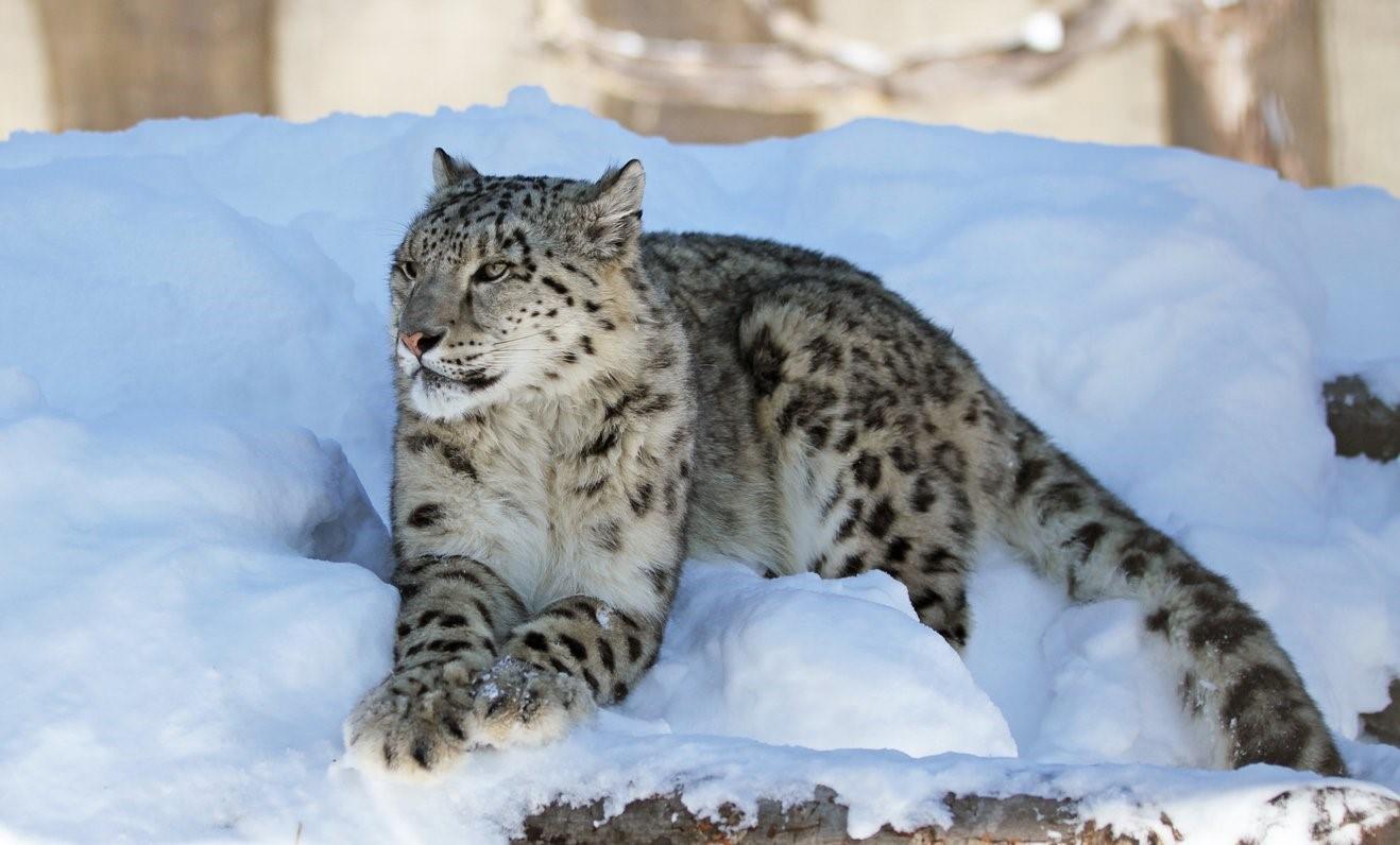 Сколько живут снежные барсы. Снежный Барс Тянь Шань. Снежный Барс Домбай. Снежный Барс леопард Snow Leopard Ирбис. Снежный Барс Монгун Тайга.