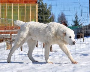 Сибирский алабай