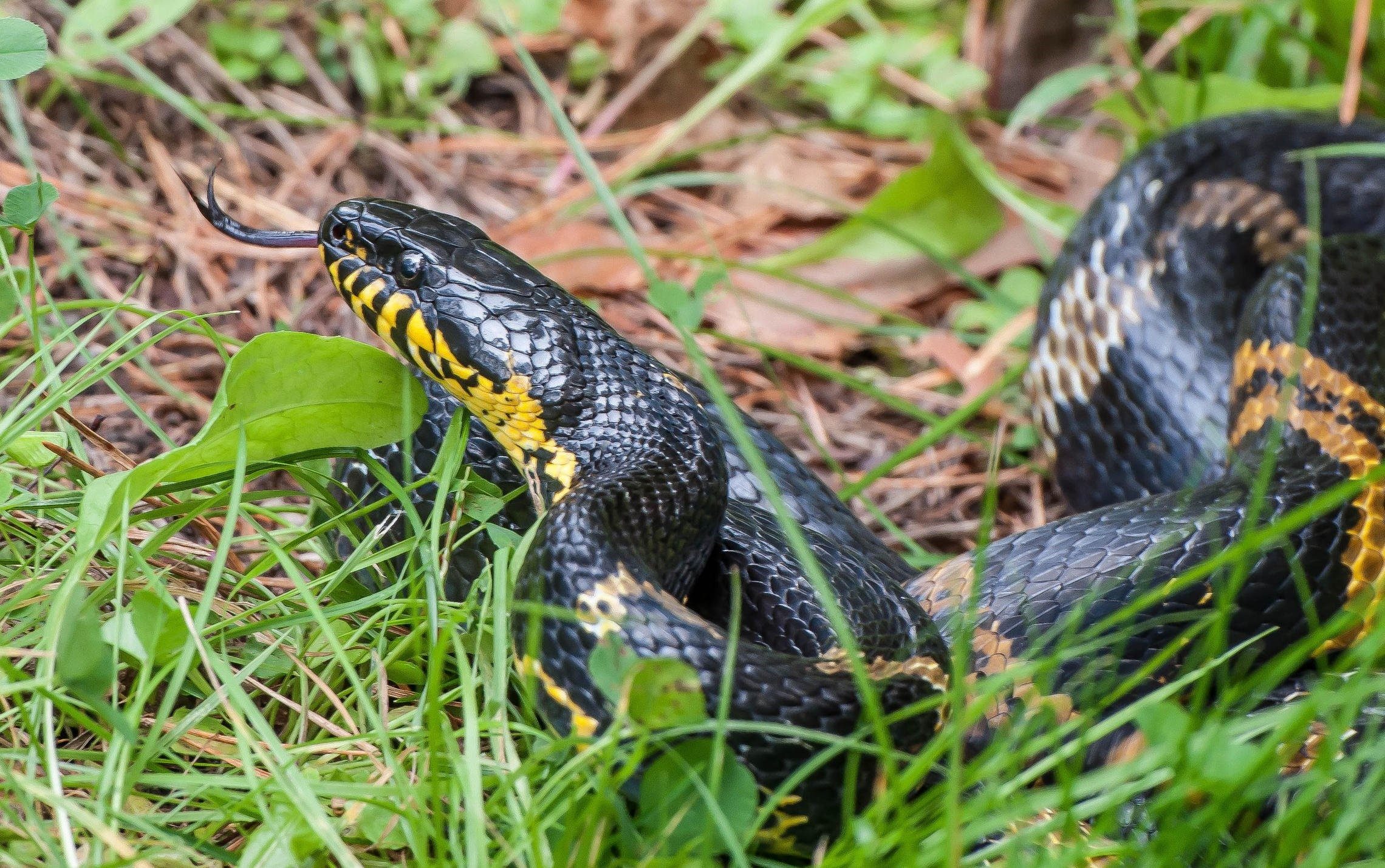 ядовитые змеи приморского края фото