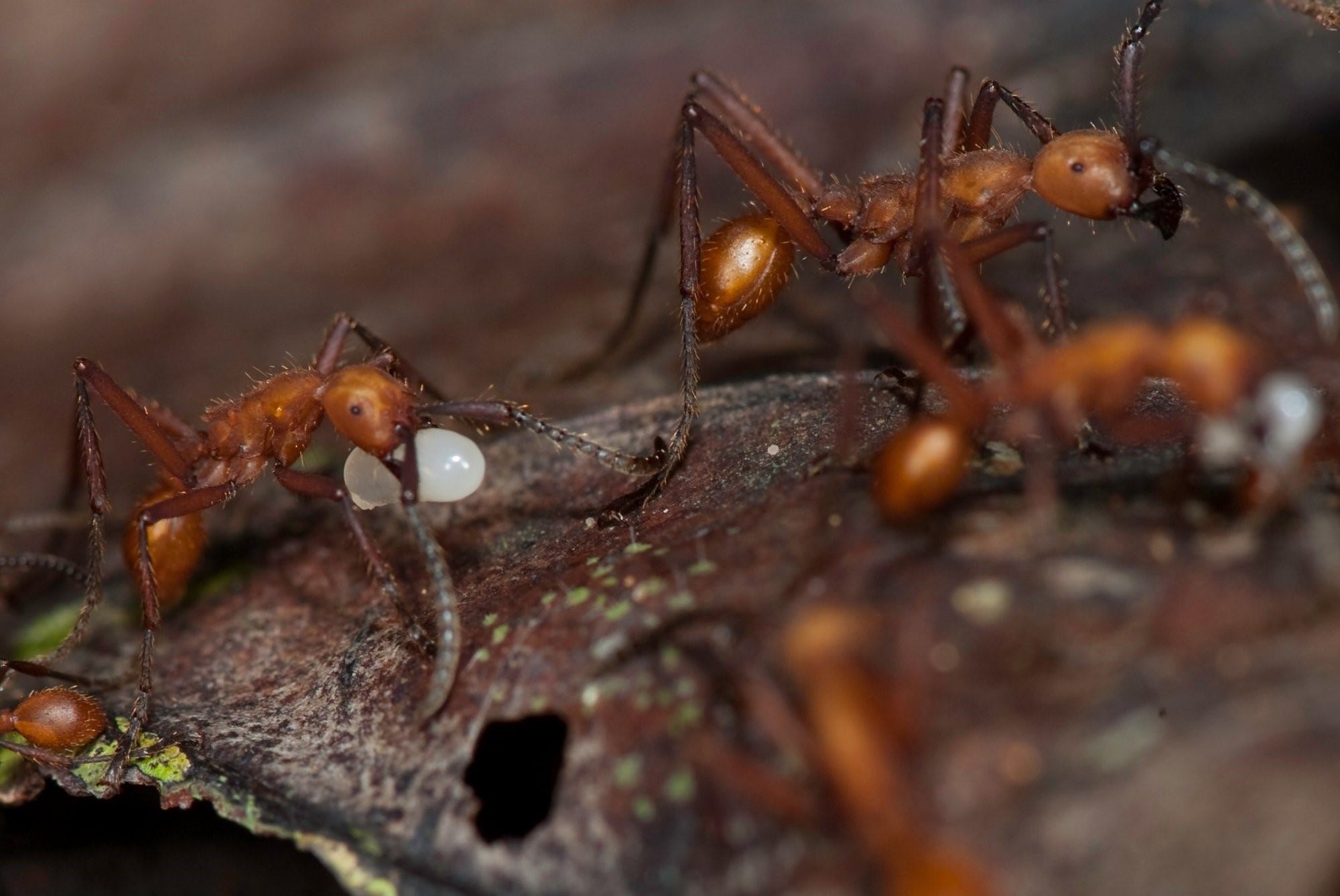 Куколки муравьев. Рыжий Лесной муравей личинка. Трофоллаксис у муравьев. Песчаный муравей Жнец. Куколка муравья жнеца.