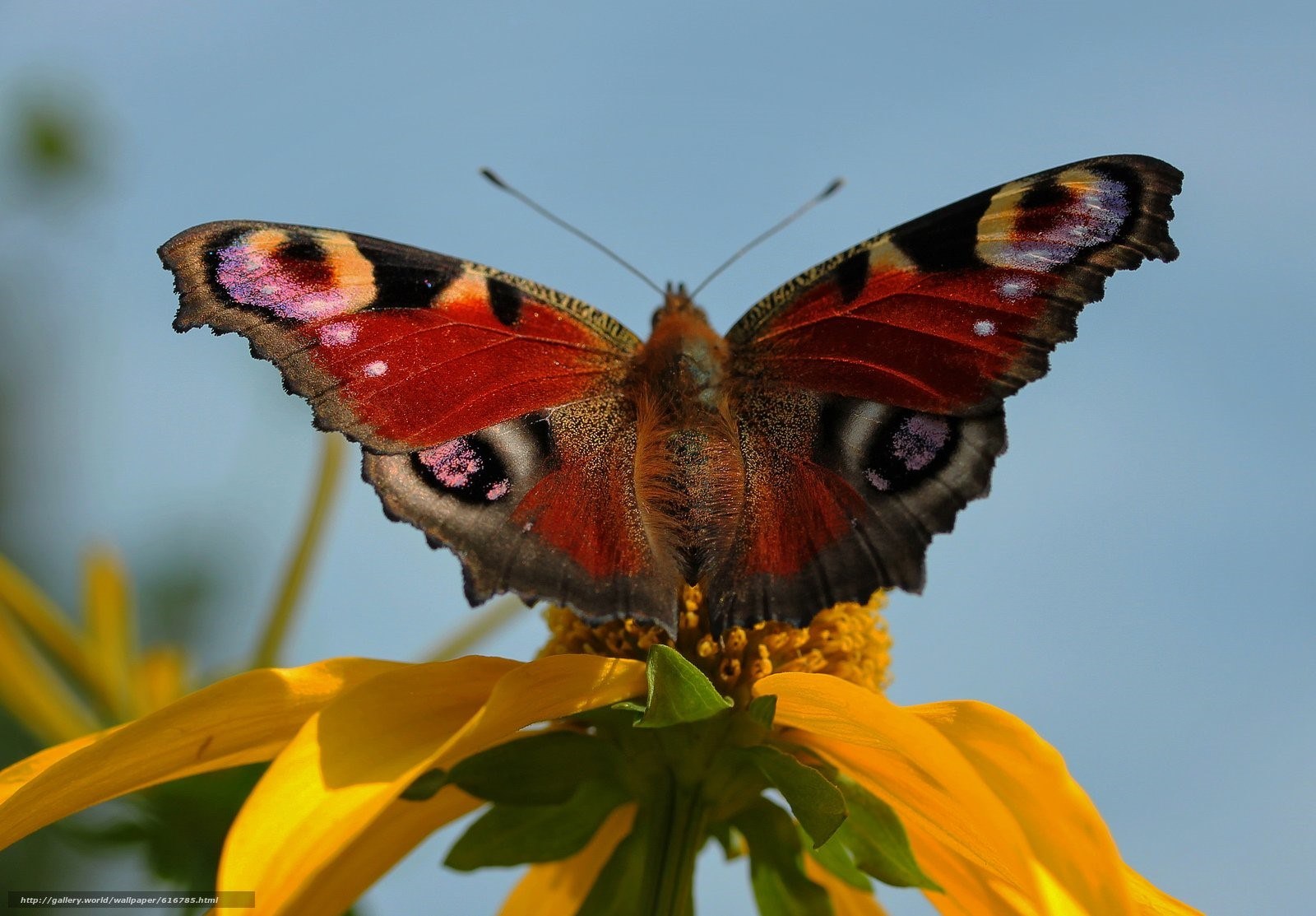 Бабочка с яркими крыльями. Насекомые бабочки. Яркие бабочки. Насекомые это животные. Бабочки России.