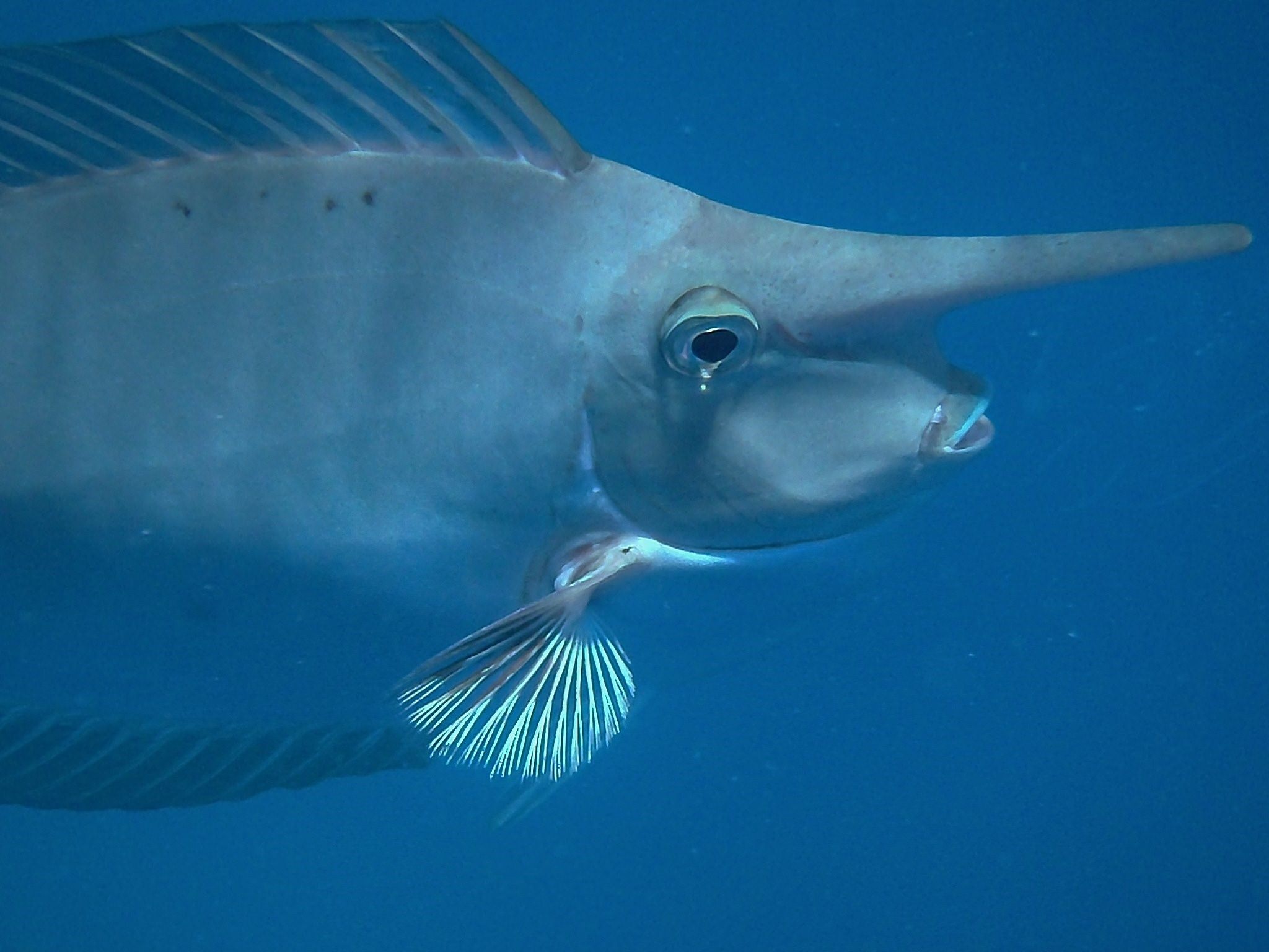 рыба с носом фото