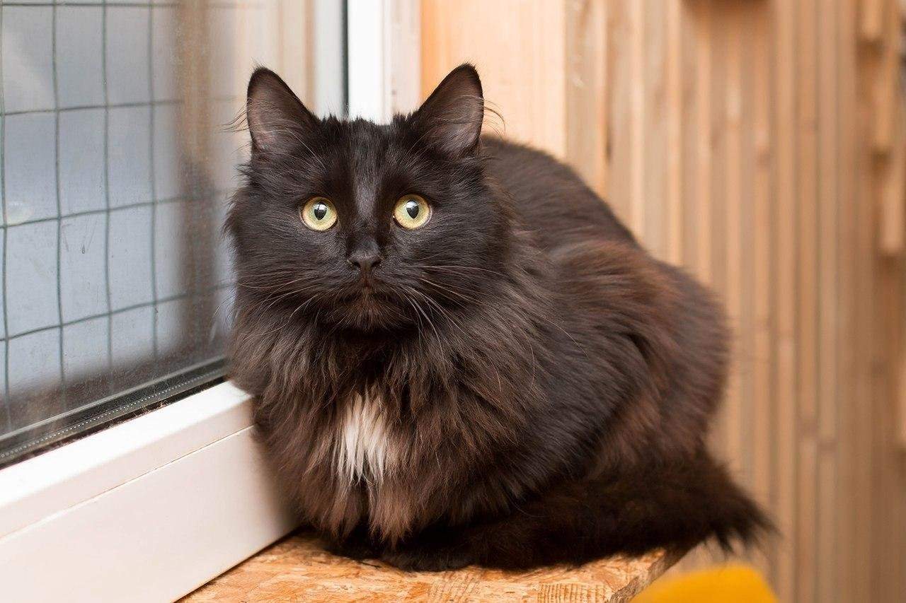 Тиффани кошка. Шантильи (Тиффани-шантильи). Шантильи Тиффани черепаховая. Шантильи-Тиффани порода кошек. Шантильи Тиффани кошка черная.