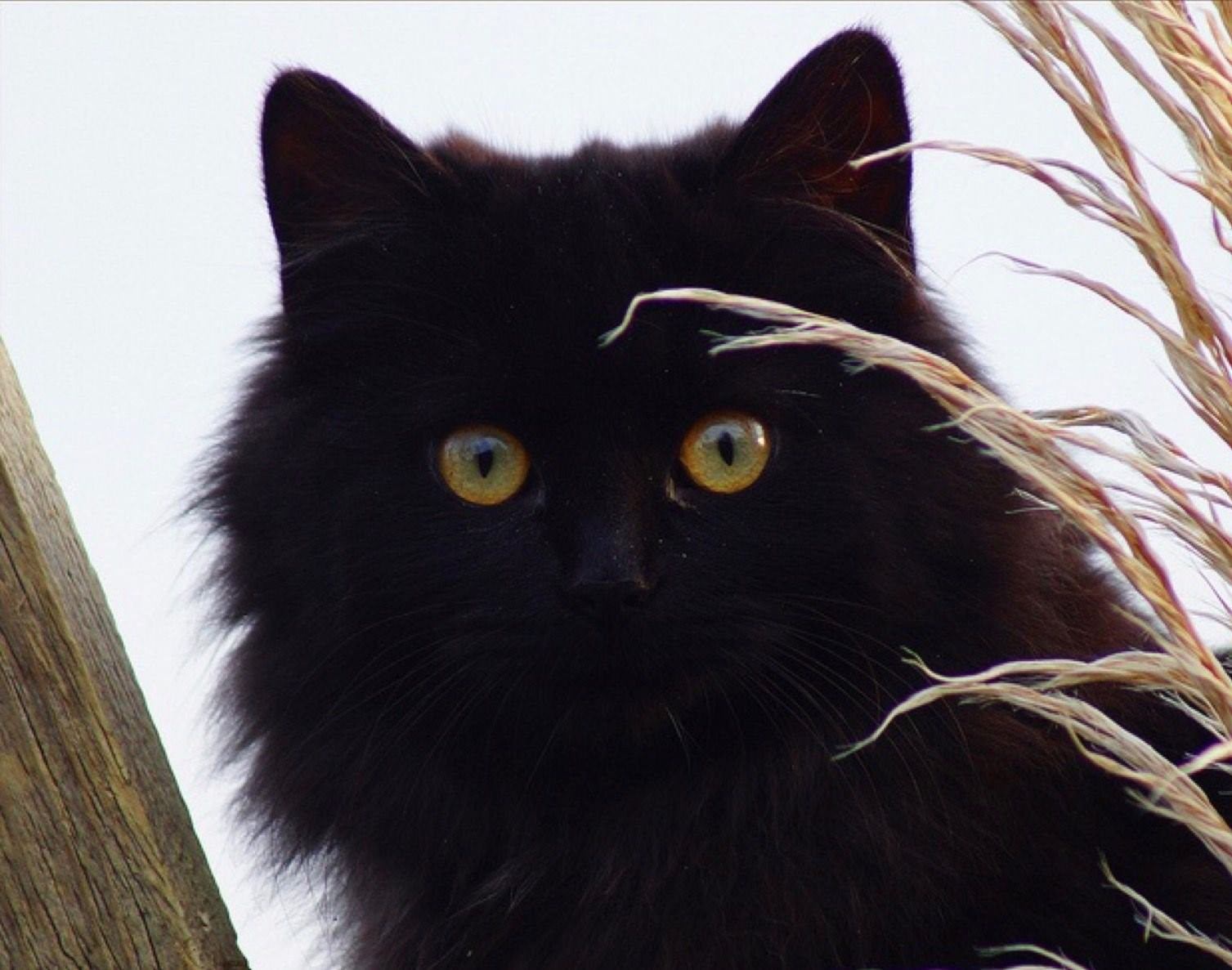 Тиффани кошка. Кот породы шантильи Тиффани. Порода котов шантильи Тиффани. Шантильи (Тиффани-шантильи). Тиффани шантильи черный.