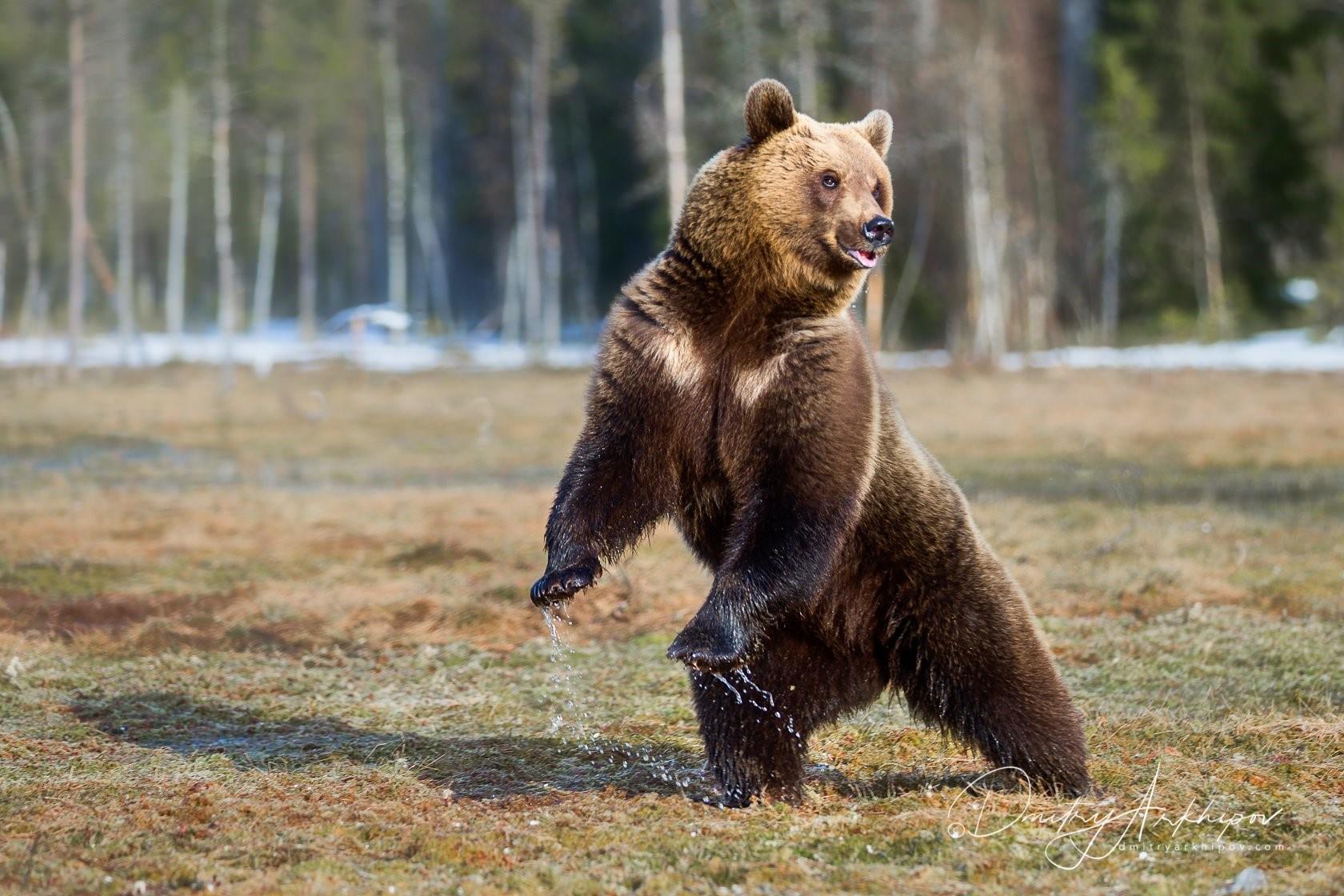 Фото бегущий медведь