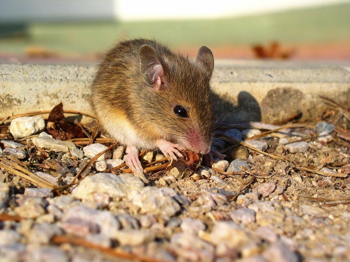 Мышь фото животного в хорошем качестве