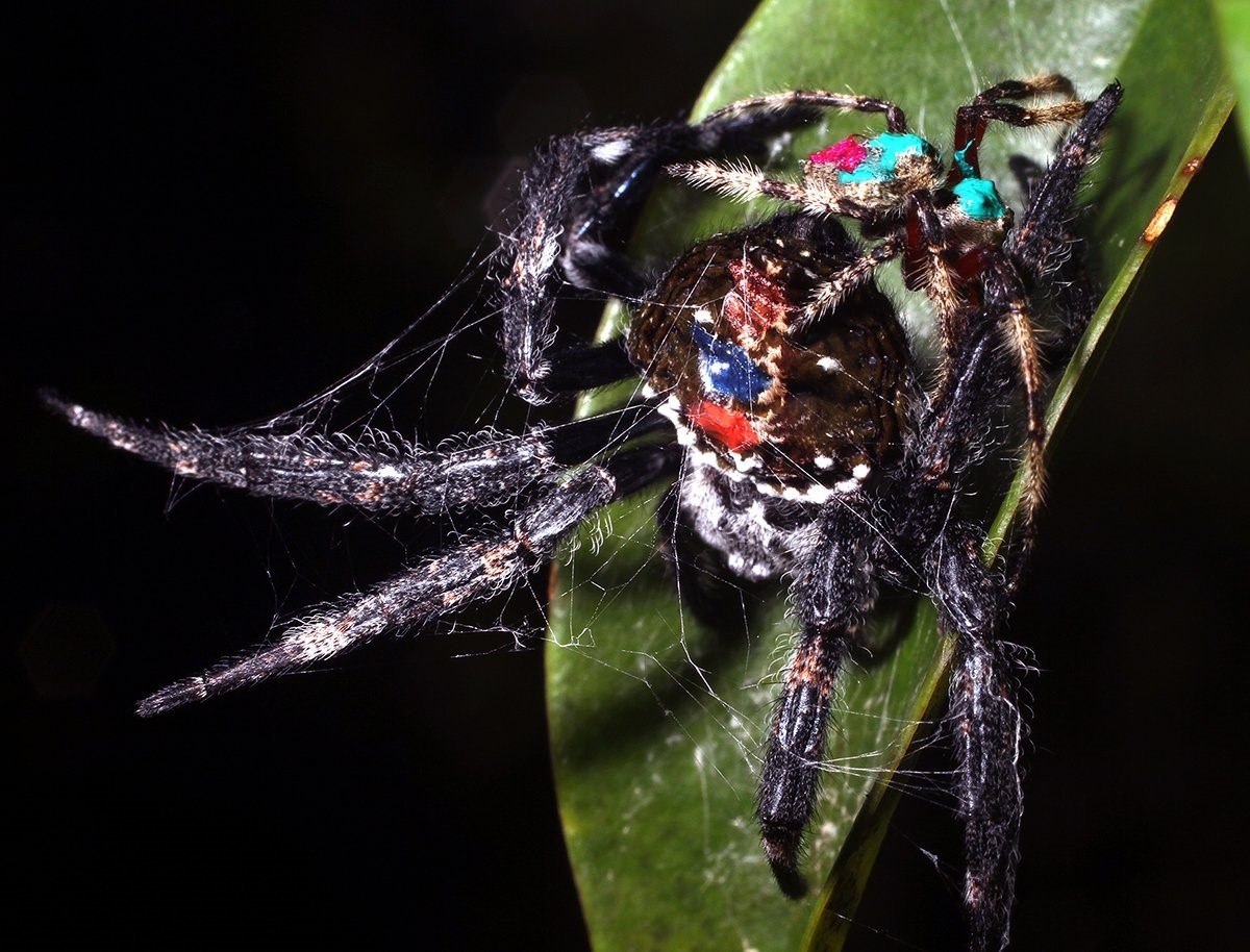 Озвучки пауков. Caerostris darwini паук. Мадагаскарский паук кругопряд. Мадагаскарский паук Дарвина. Дарвиновский кора паук.