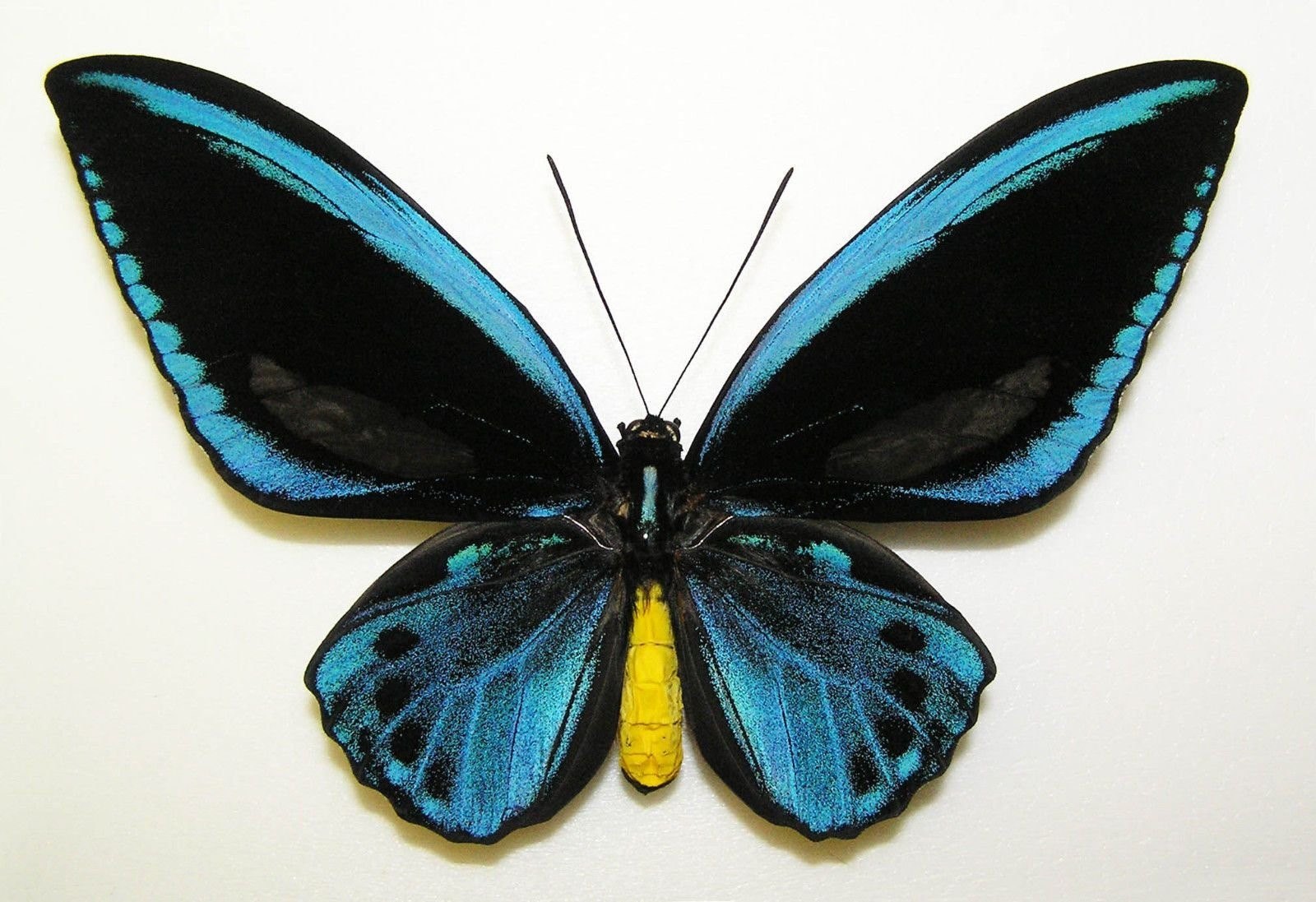 Разные крылья бабочек. Орнитоптера Крез бабочка. Бабочка орнитоптера Александры.
