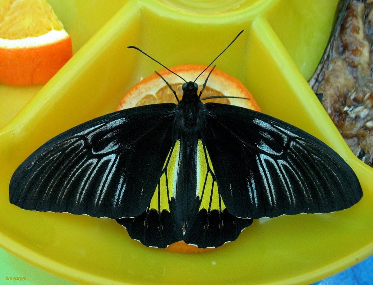 Птицекрылка. Золотая Птицекрылка бабочка. Troides rhadamantus (Золотая Птицекрылка). Бабочка троидес Золотая Птицекрылка. Troides rhadamantus бабочка.