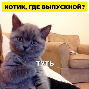 Туть котик