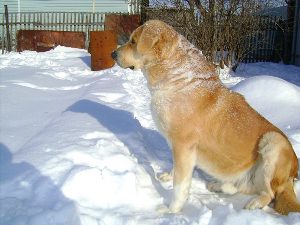 Алабай смешанный с овчаркой