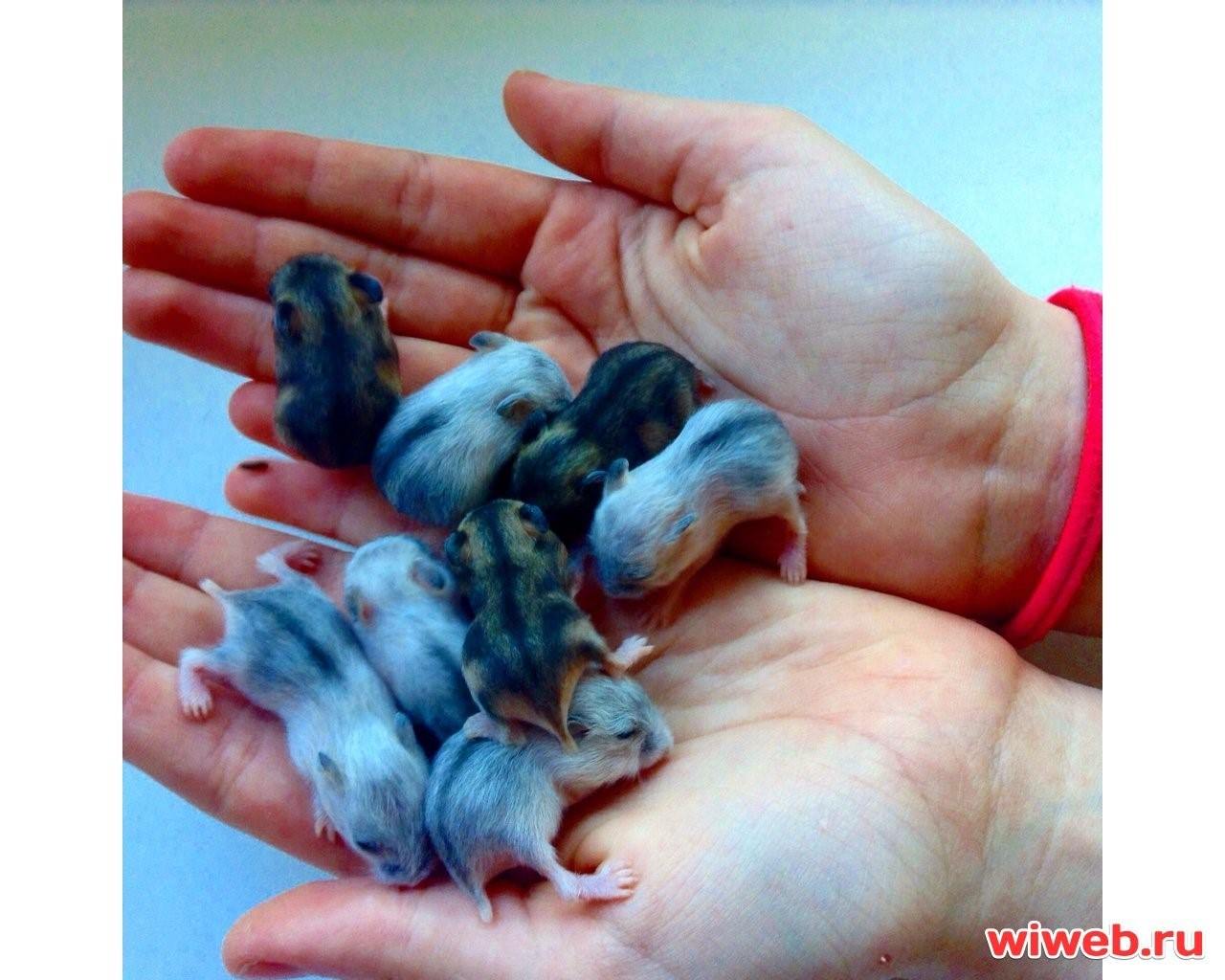 Потомство хомячка. Джунгарский хомячок. Новорождённые джунгарские хомячки. Новорожденный джунгарский хомяк. Новорожденные хомячки джунгарики.