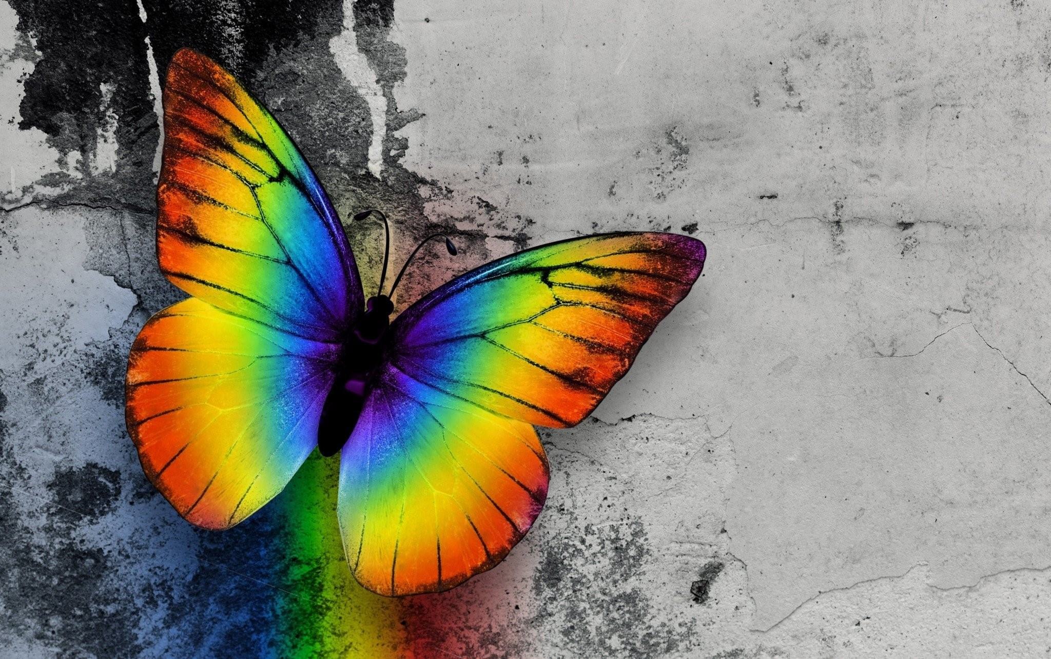Покажи где бабочка. Бабочка Хоопонопоно. Радужная бабочка. Яркие бабочки. Разноцветные бабочки.