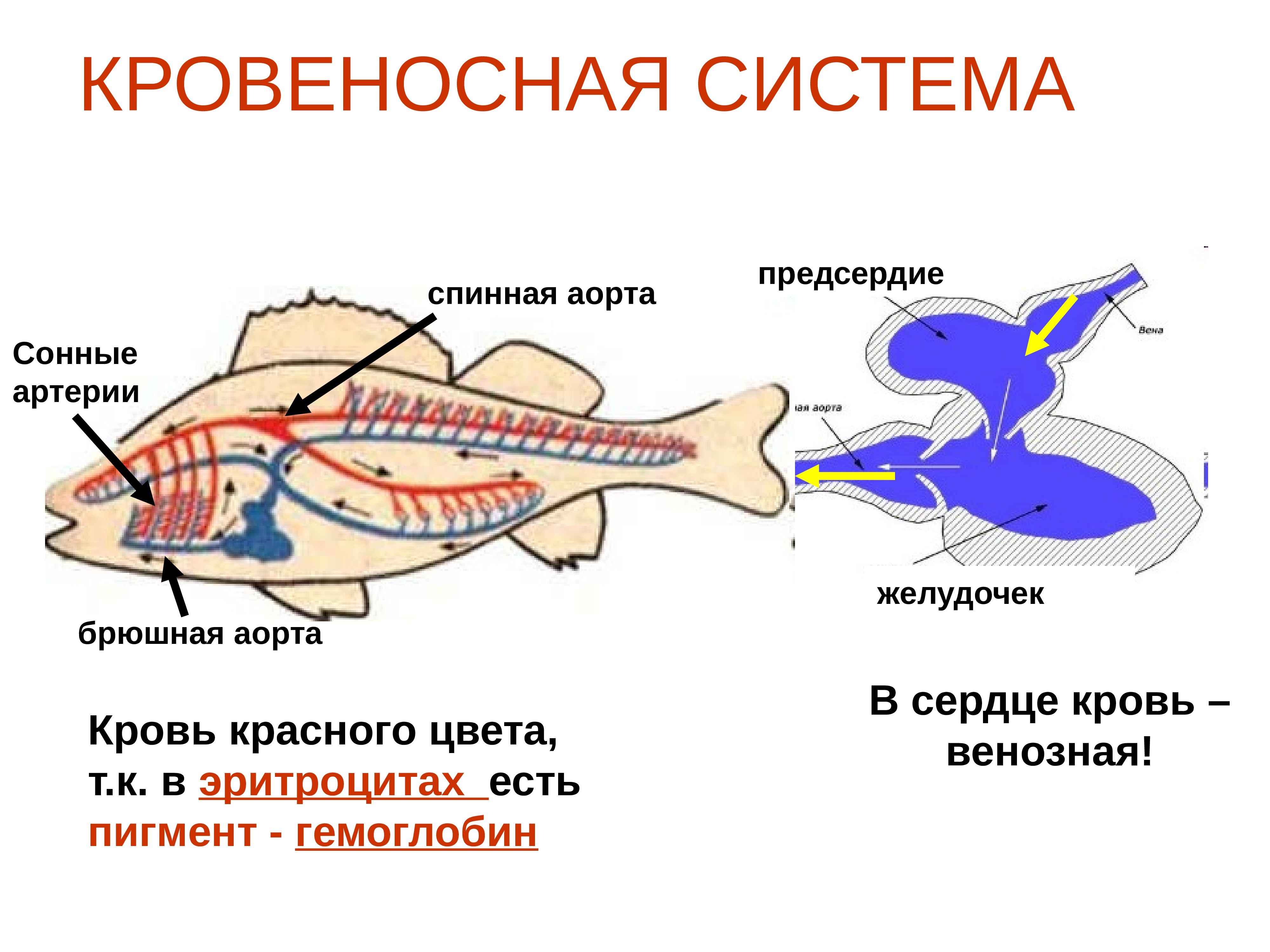 Кровеносная органы рыб. Класс рыбы внутреннее строение. Внутреннее строение рыбы нервная система. Внутренне строение рыбы. Внутреннееистроение рыб..