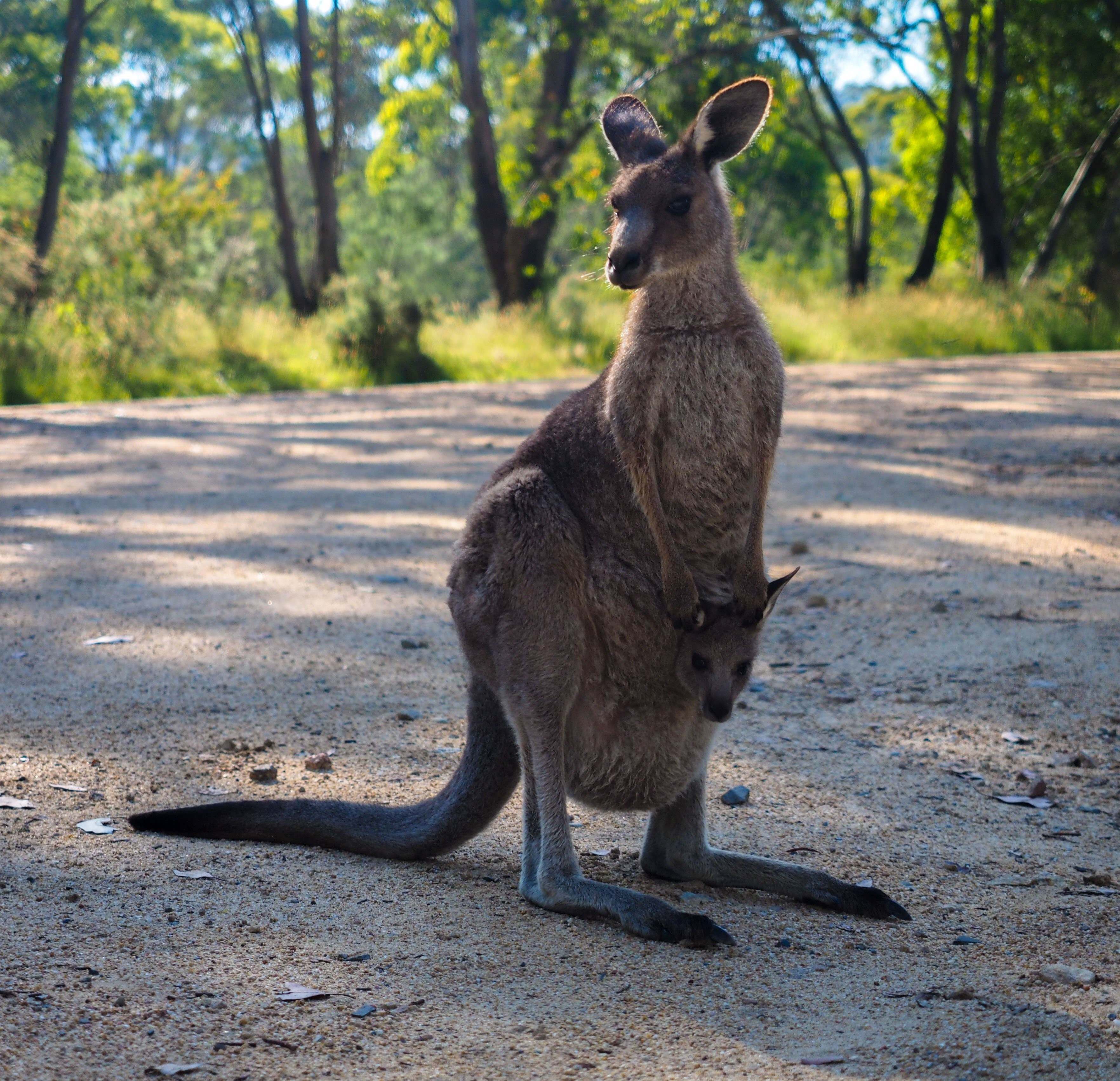 Серый австралийский кенгуру