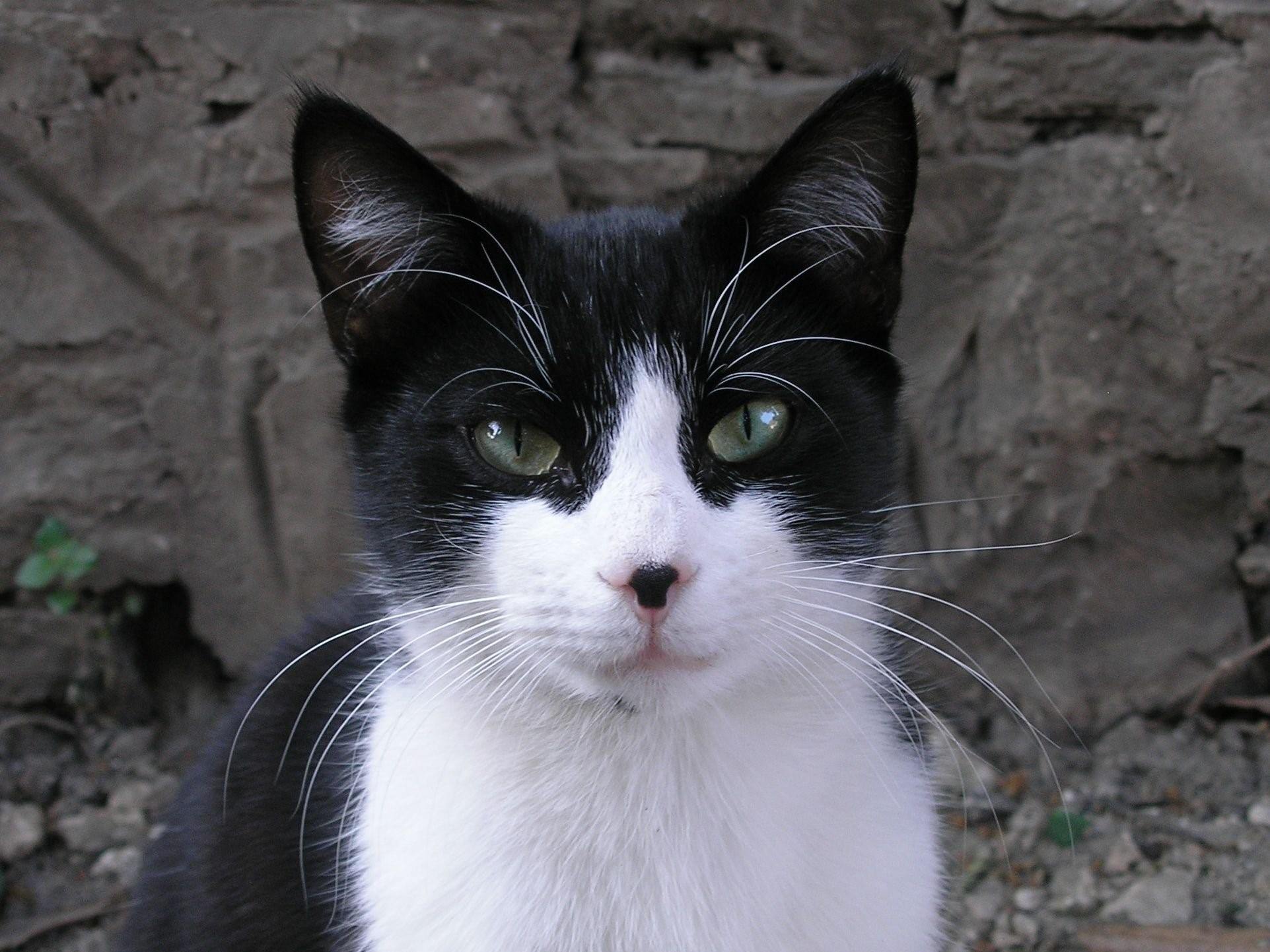 Серая кошка с черными пятнами. Сибирская биколор короткошерстная. Сибирская биколор короткошерстная кошка. Такседо кот порода. Охос азулес черный.