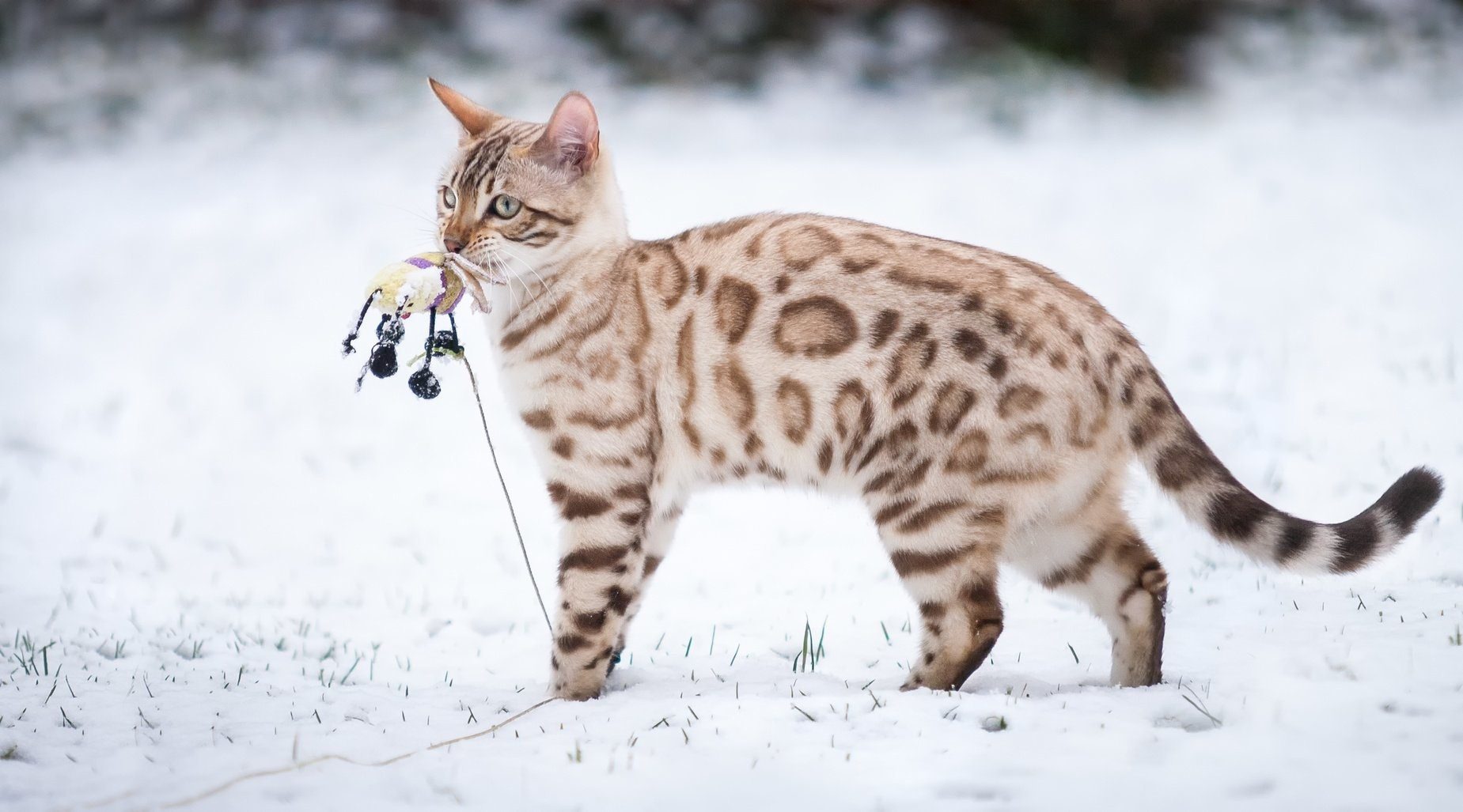 Бенгальский кот окрас снежный Барс