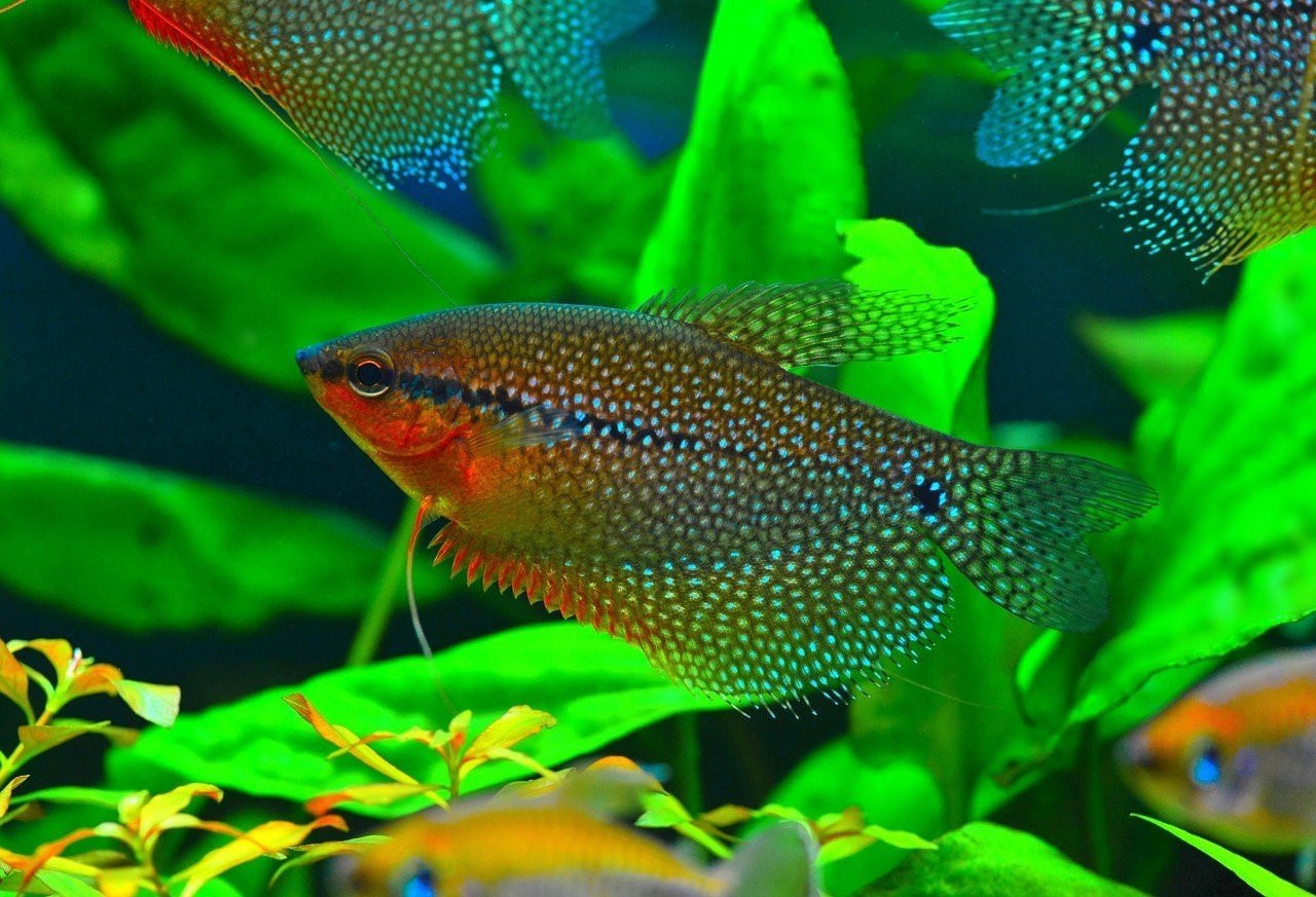 гурами аквариумная рыбка содержание фото